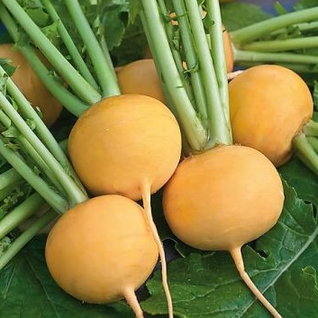 Navet boule d'or - conversion bio - Ferme de Larrue