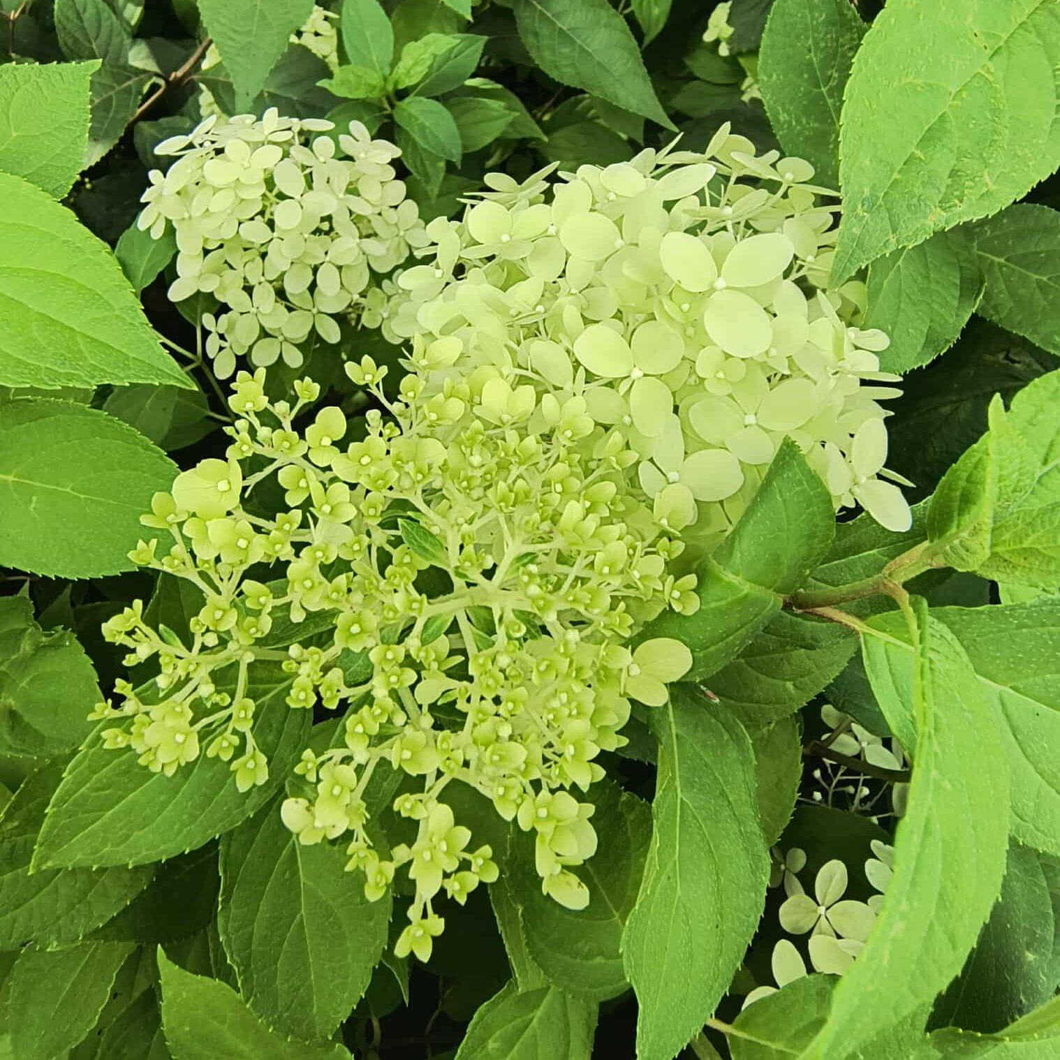 Hortensia paniculé - Hydrangea paniculata "Limelight"