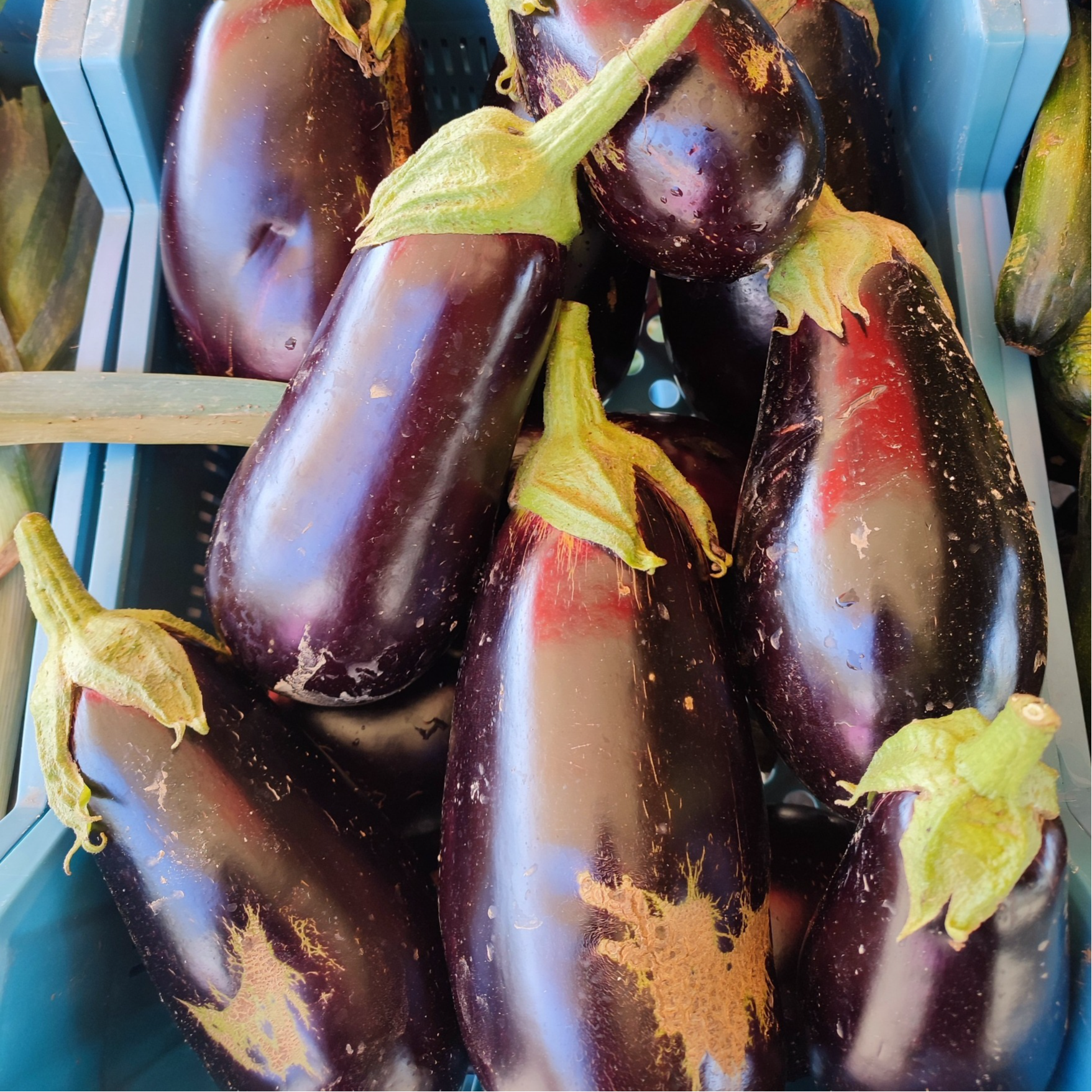 Aubergine