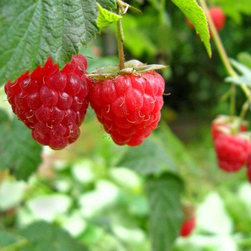 FRAMBOISIER Héritage Bio