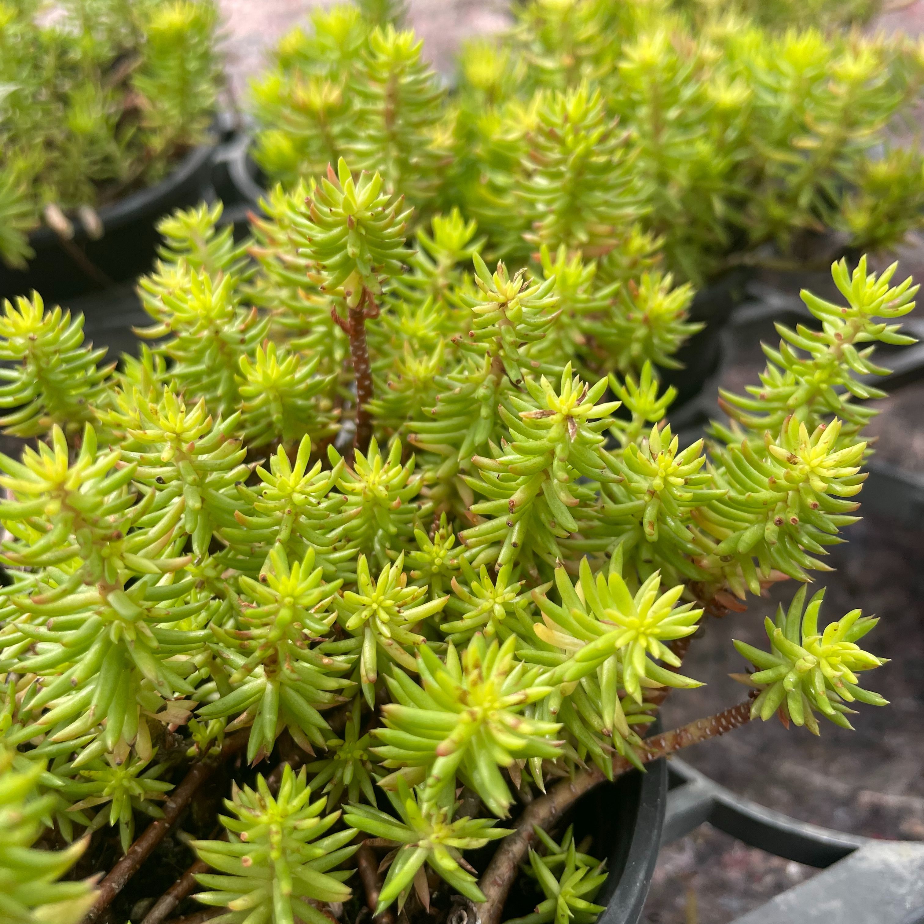 Sedum reflexum ‘Aureum’