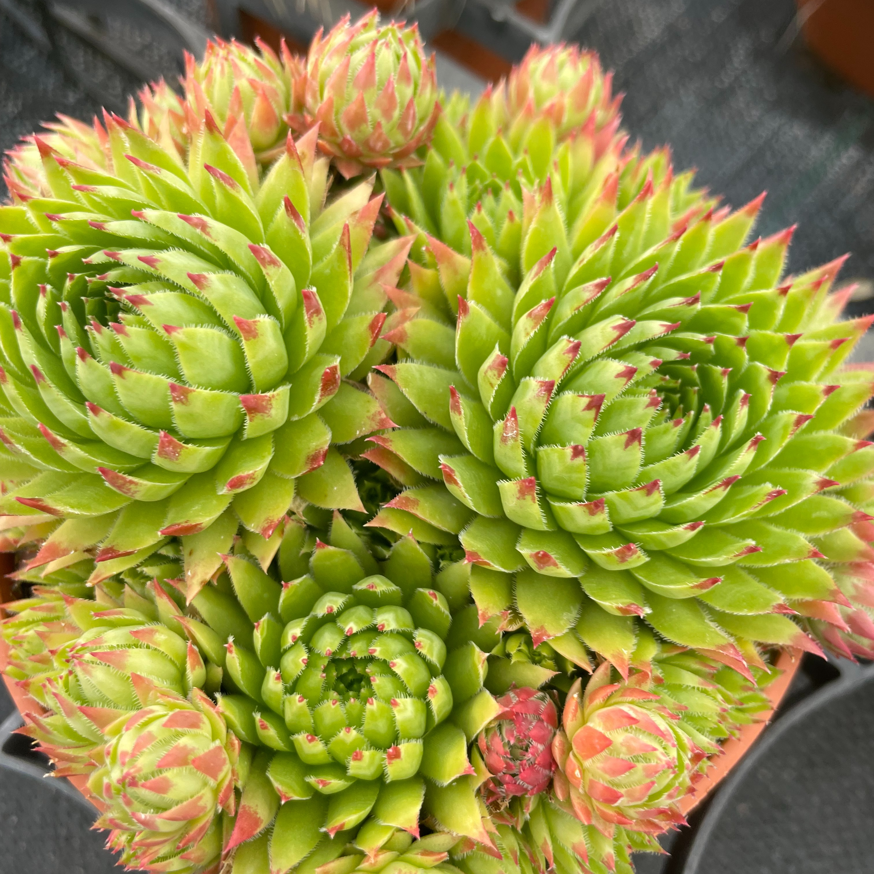 Sempervivum 'Yuni'
