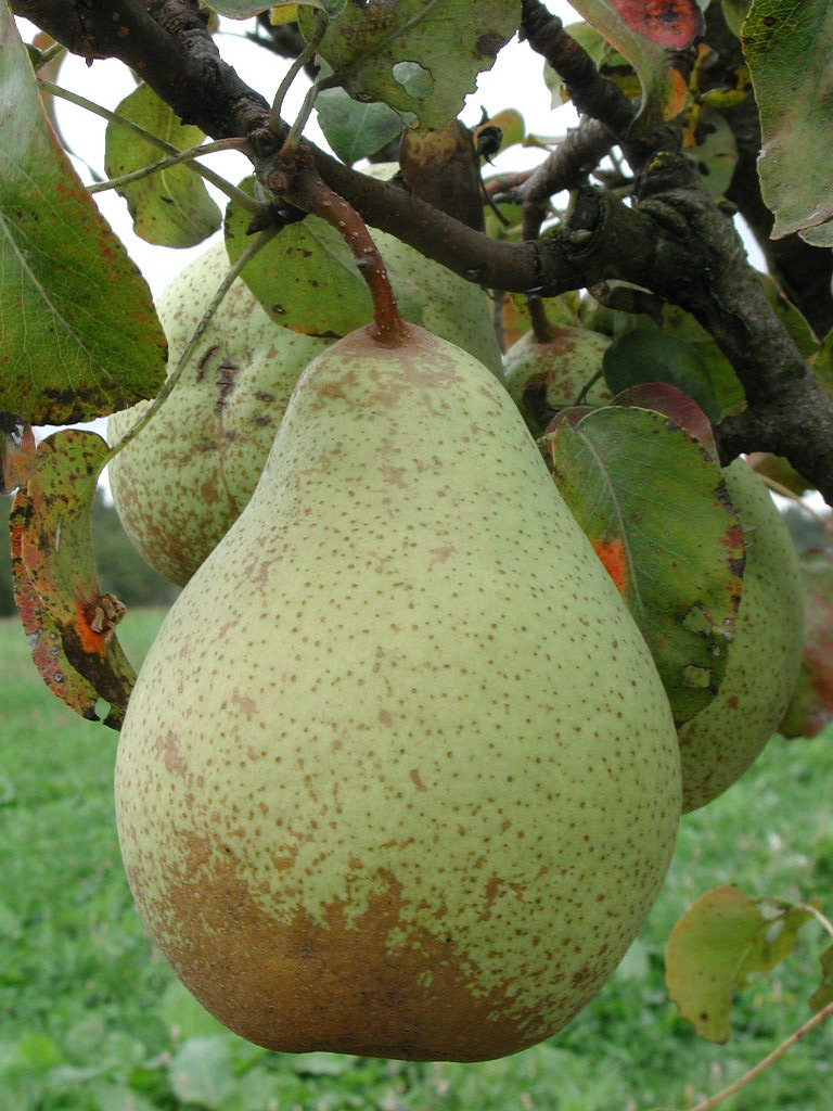 Poirier - Pyrus communis "Comtesse de Paris"