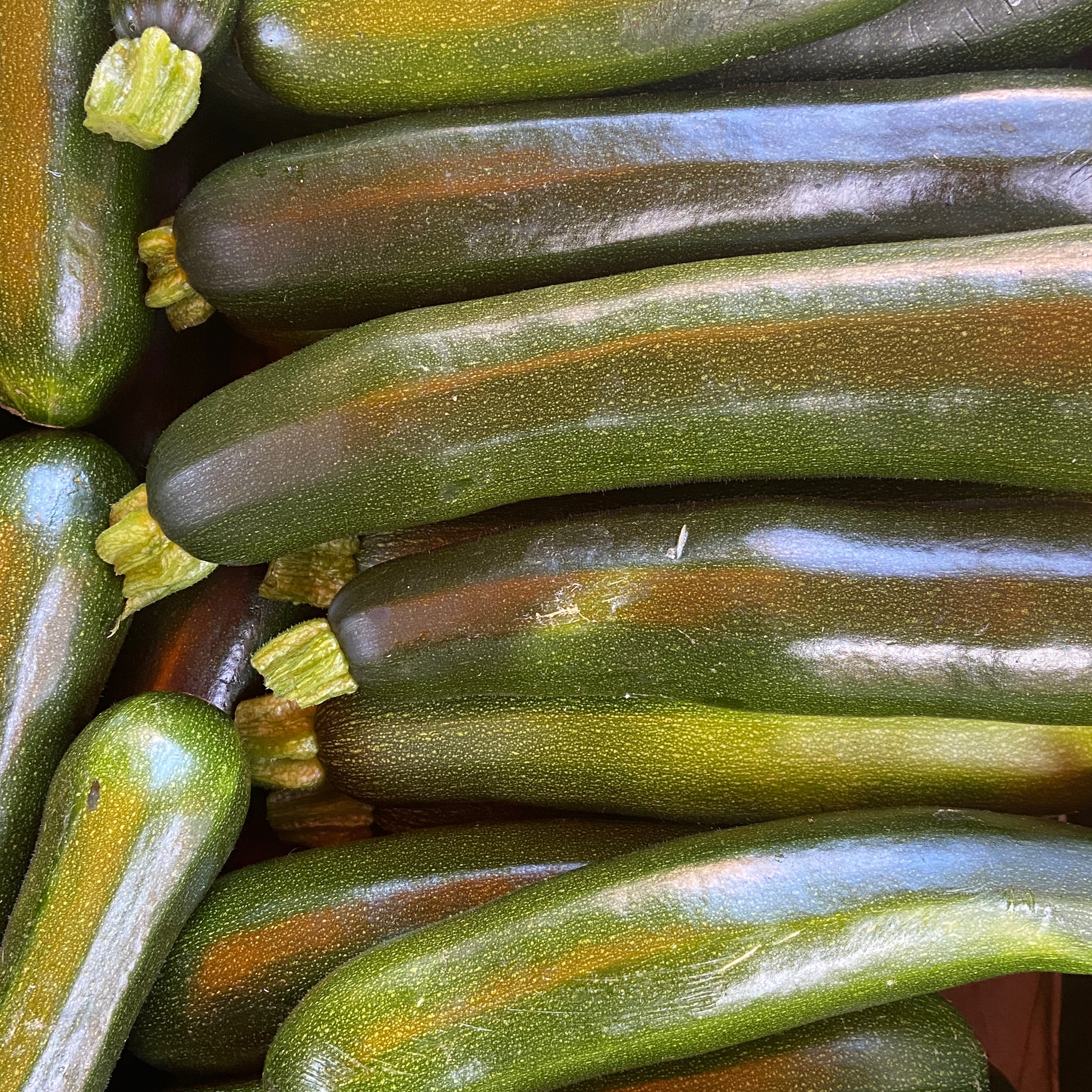 COURGETTE verte