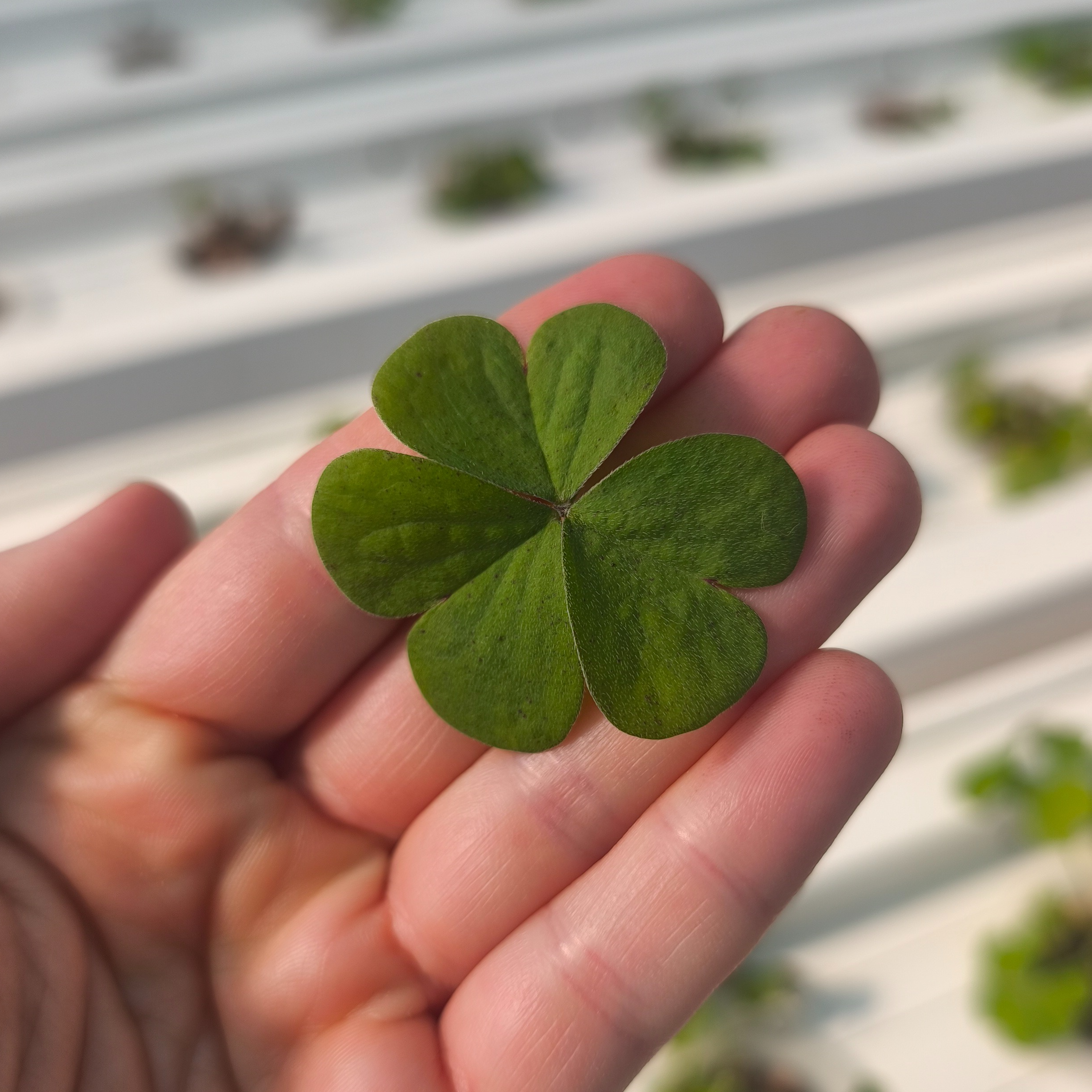 Oxalis verte (grande)