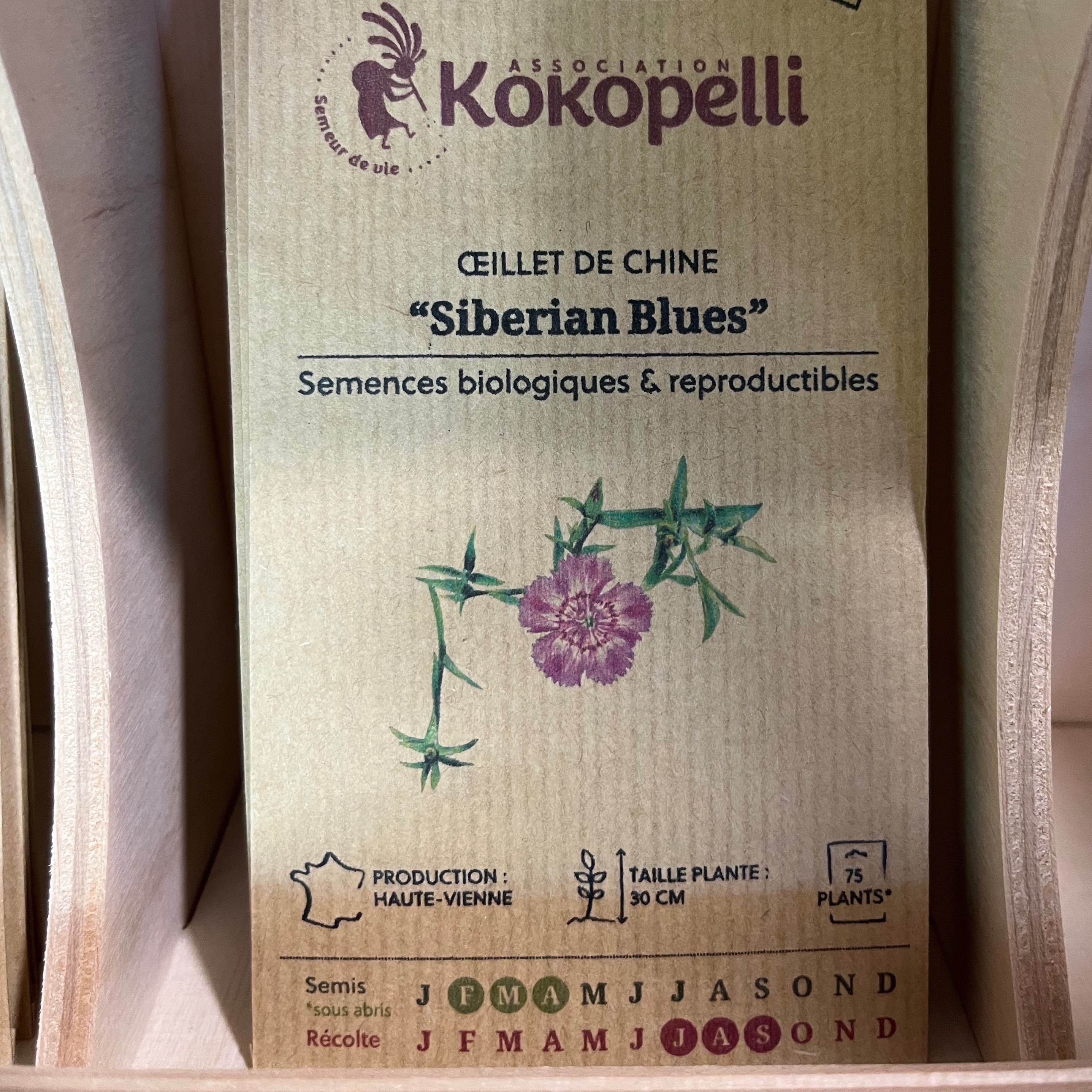 Oeillet de Chine "Siberian Blues"