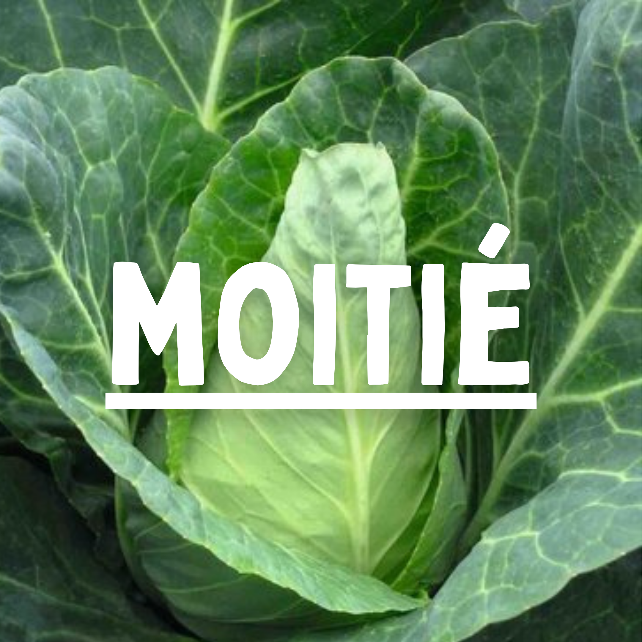Chou pointu - 1 moitié