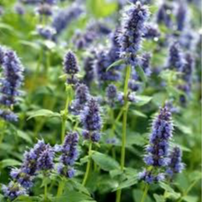 Agastache, fleurs • Plante simple - 30g