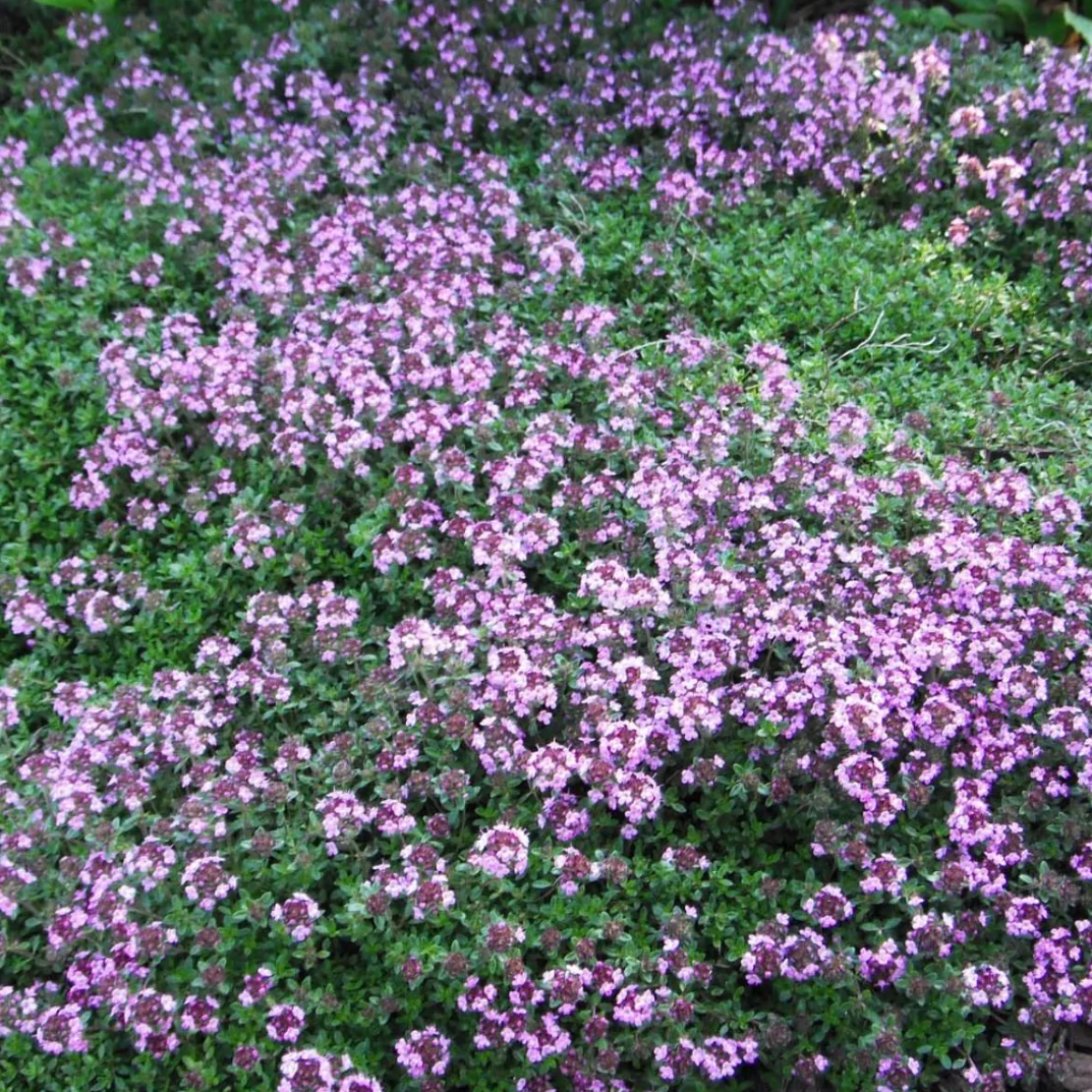 Thym précoce rouge magenta Godet 9cm