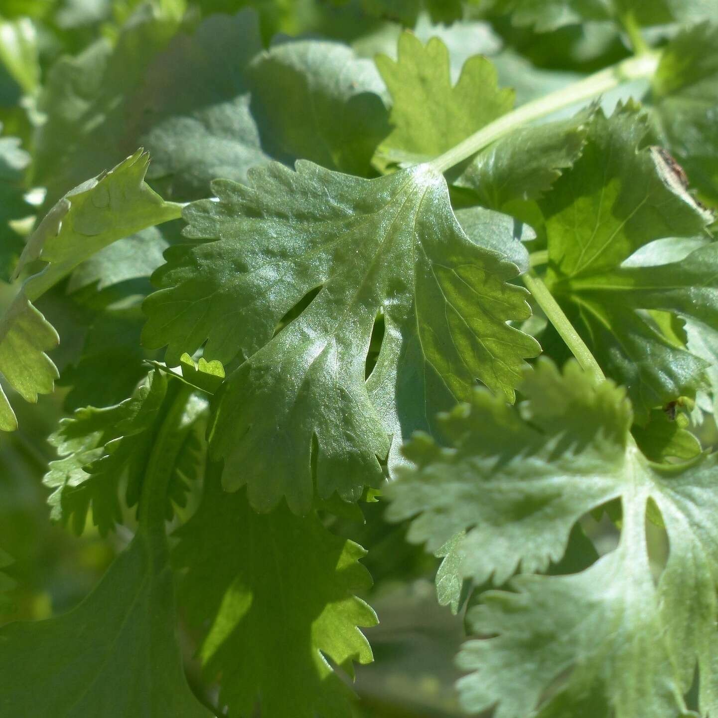 Aromatique - Coriandre