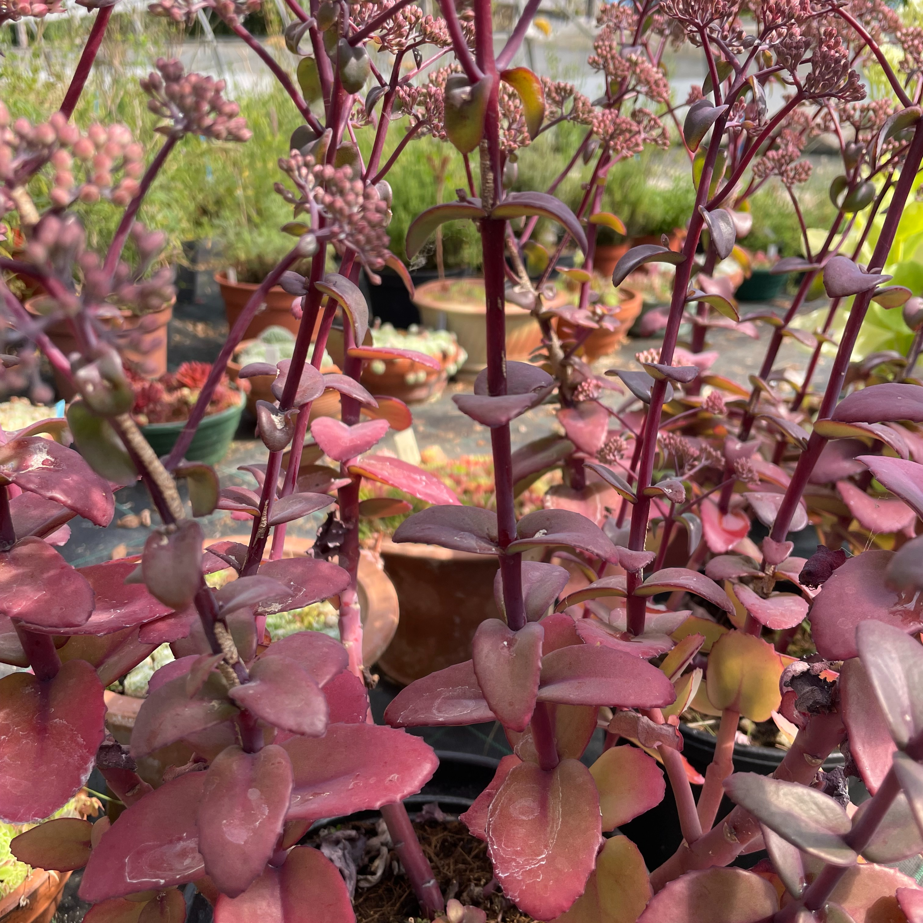 Sedum ‘Purple Emperor’