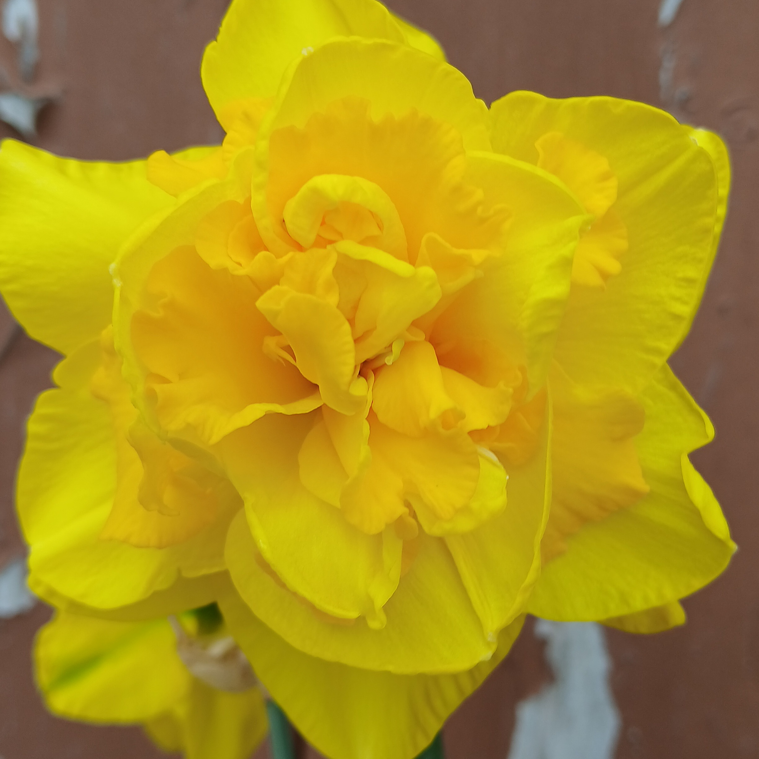 Narcisses 'petit four'