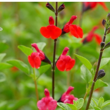 Fleurs de sauge rouge (par 25)