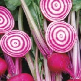 Betterave chioggia (botte) - 400g