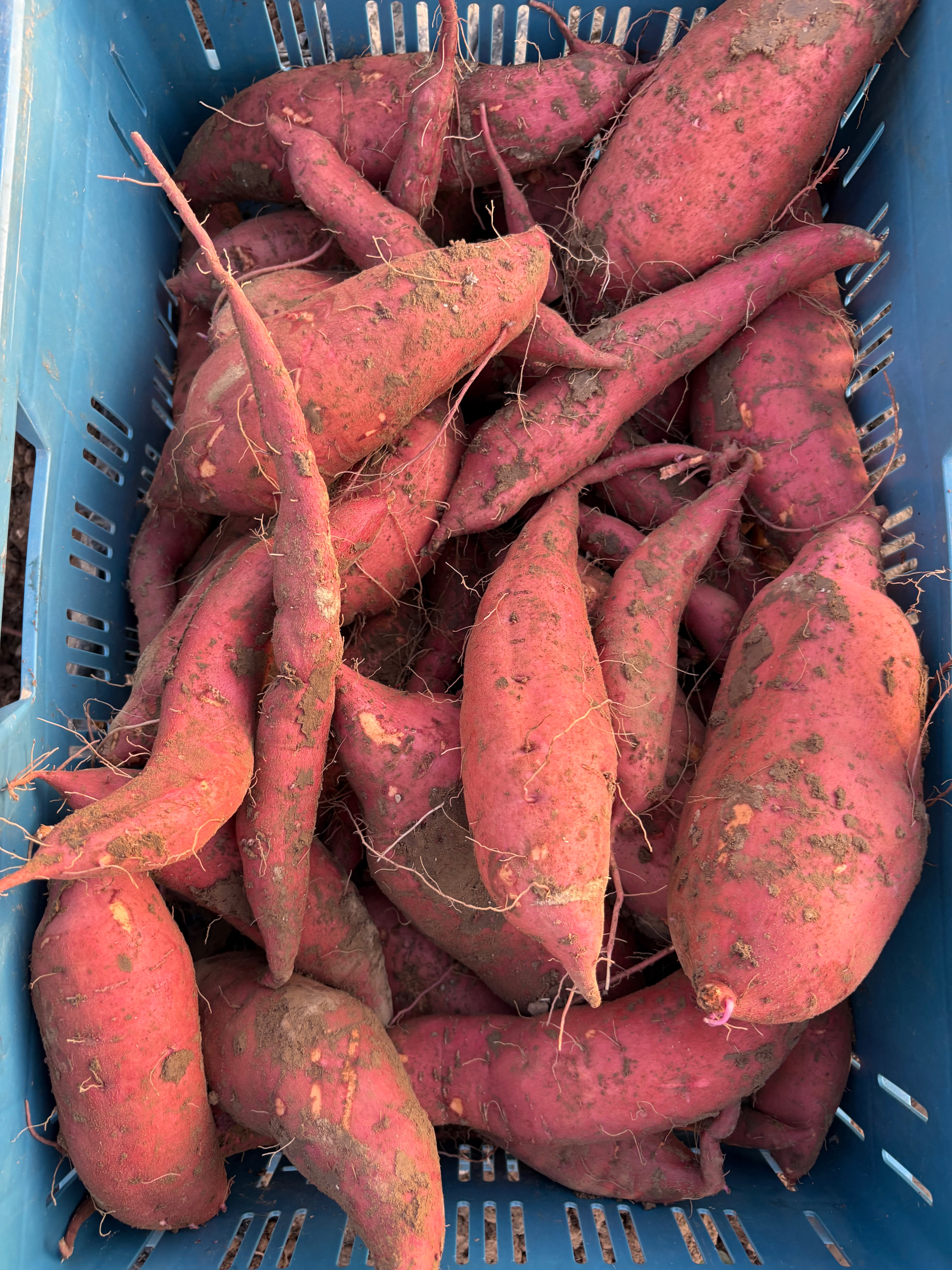 Patate douce sachet de 500g - 500g