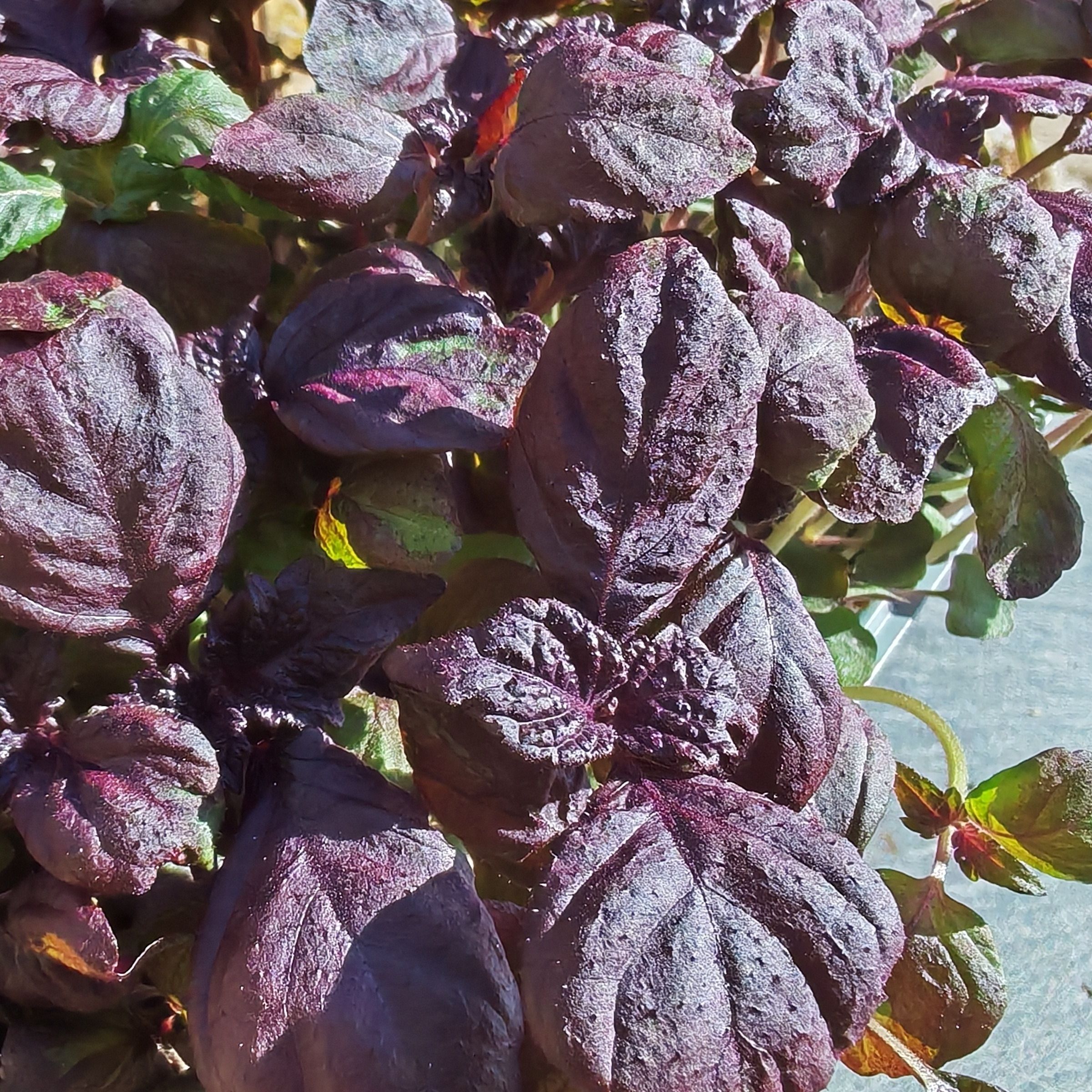 Shiso rouge Micro-pousses