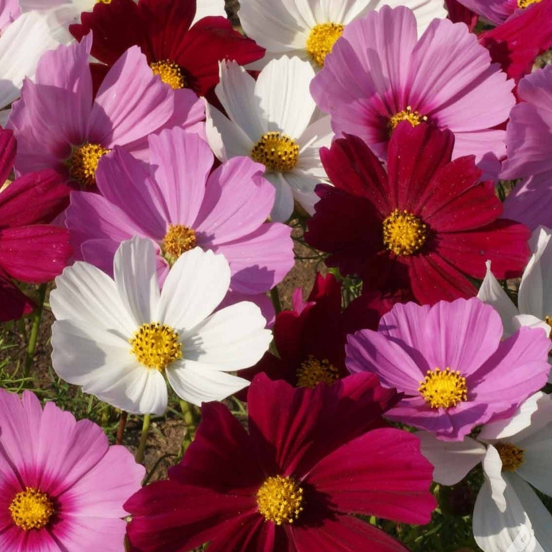 Fleurs cosmos - Boîte