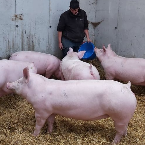 Colis de porc 1/4 environ 20 kg - 20kg