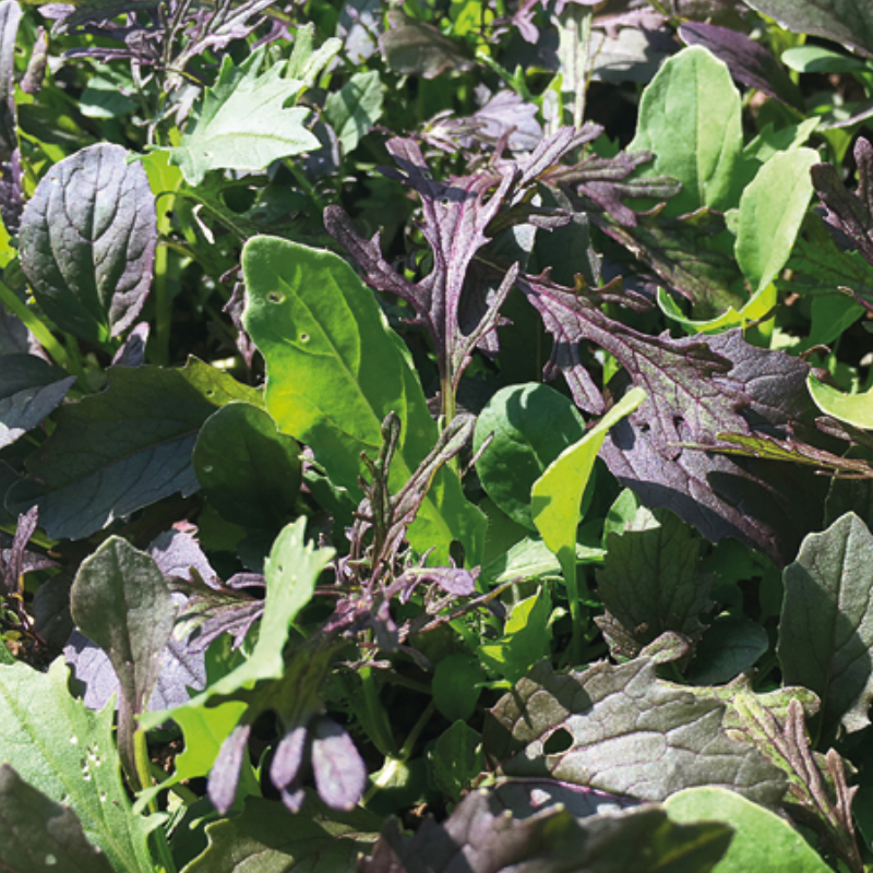 Mesclun épicé