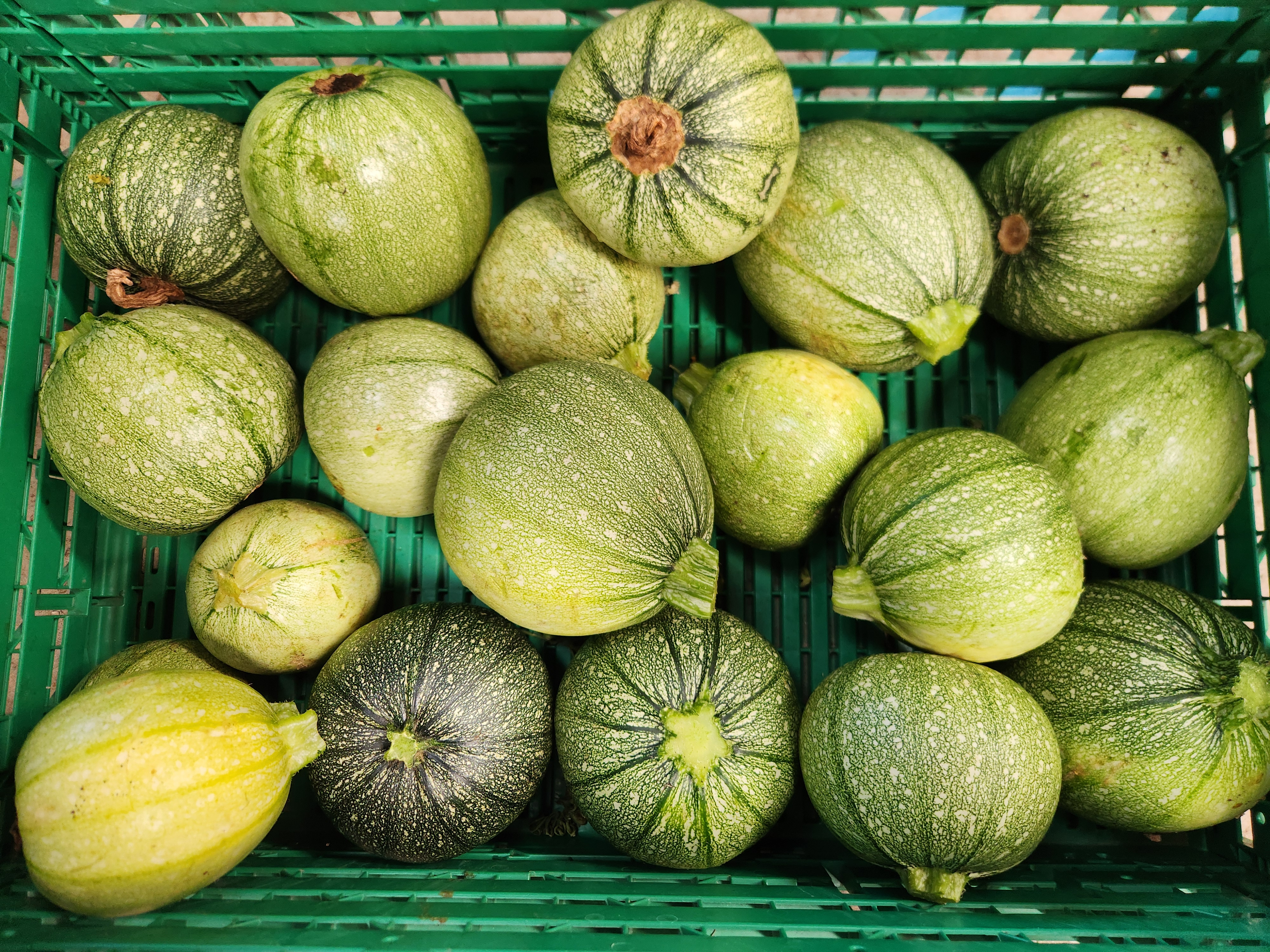Courgette ronde de nice