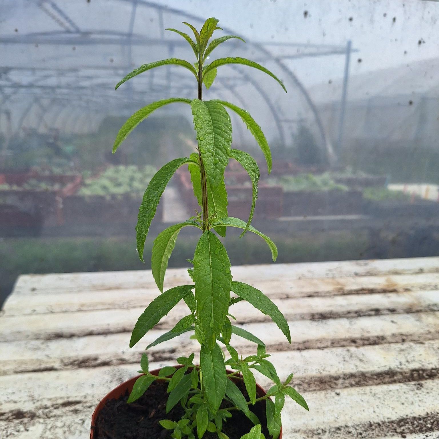 Pot de verveine citronnée