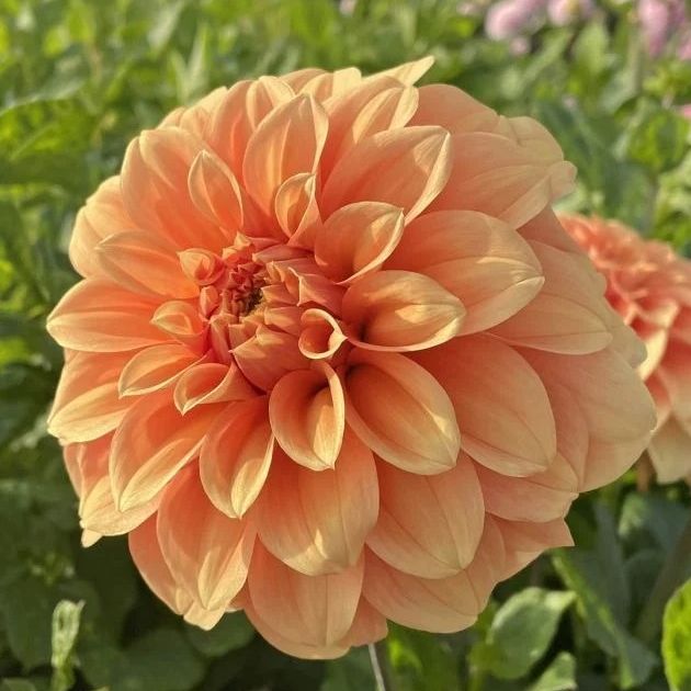 Garden Jubilee - 260g