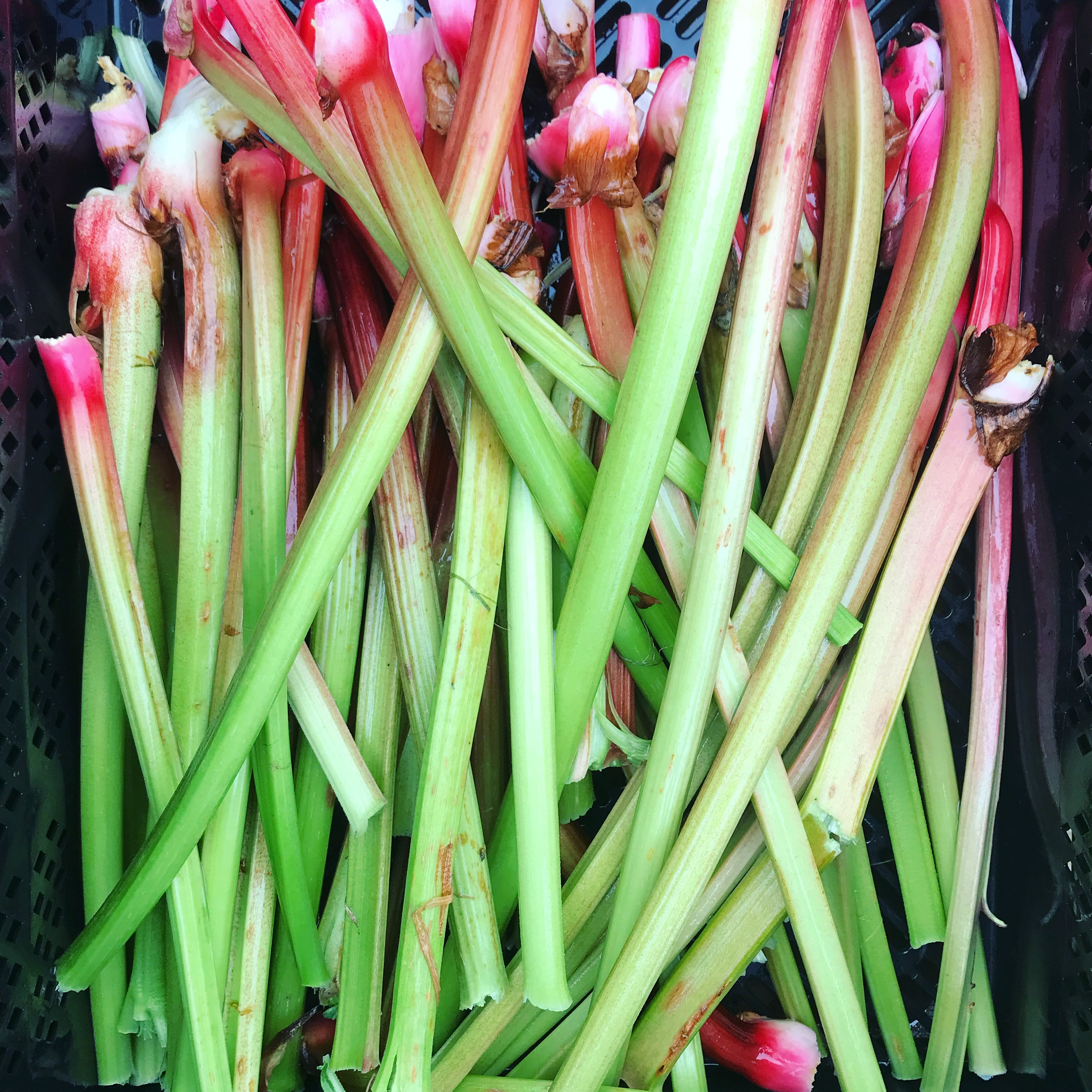 Rhubarbe