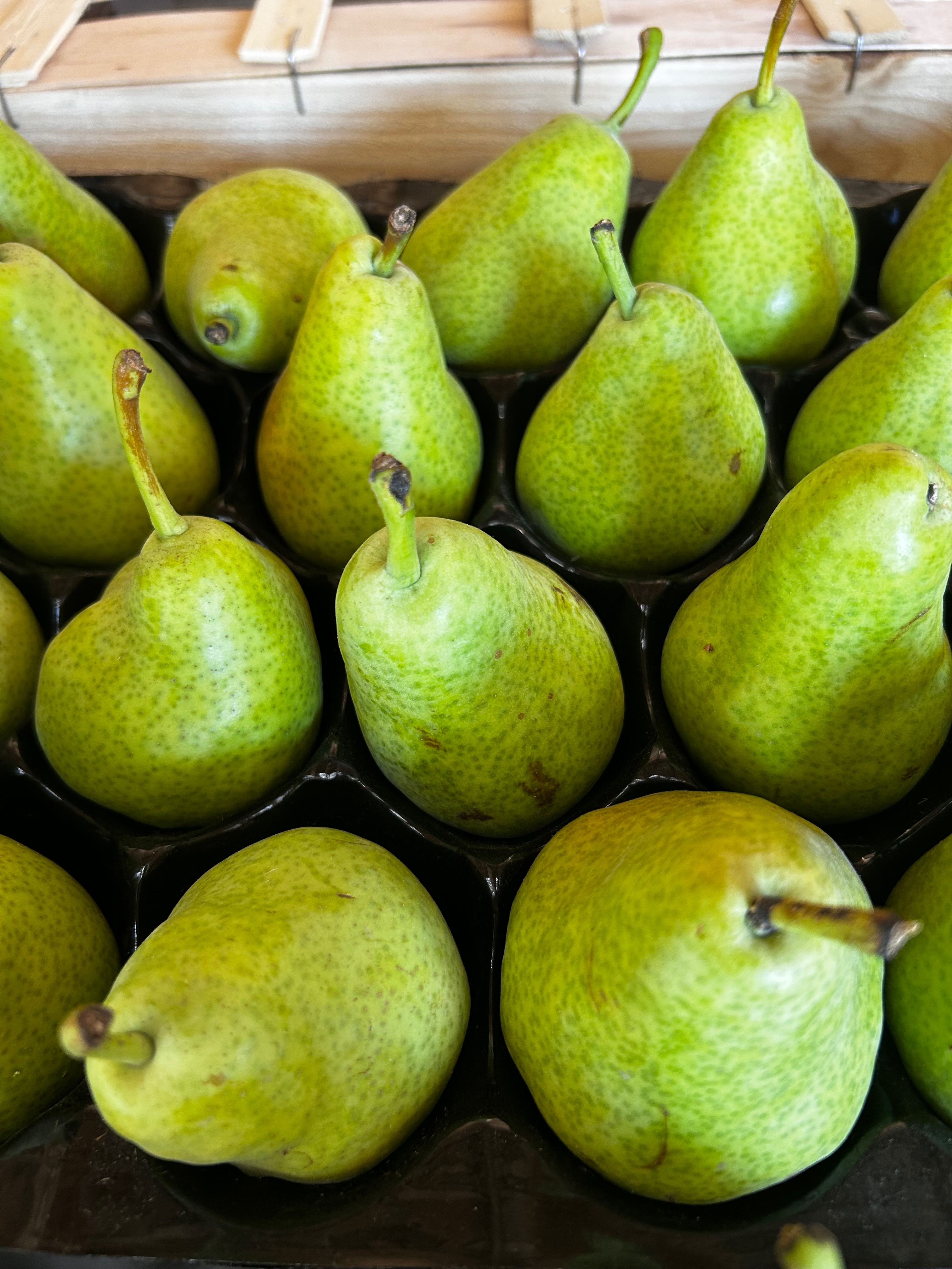 POIRE Guyot