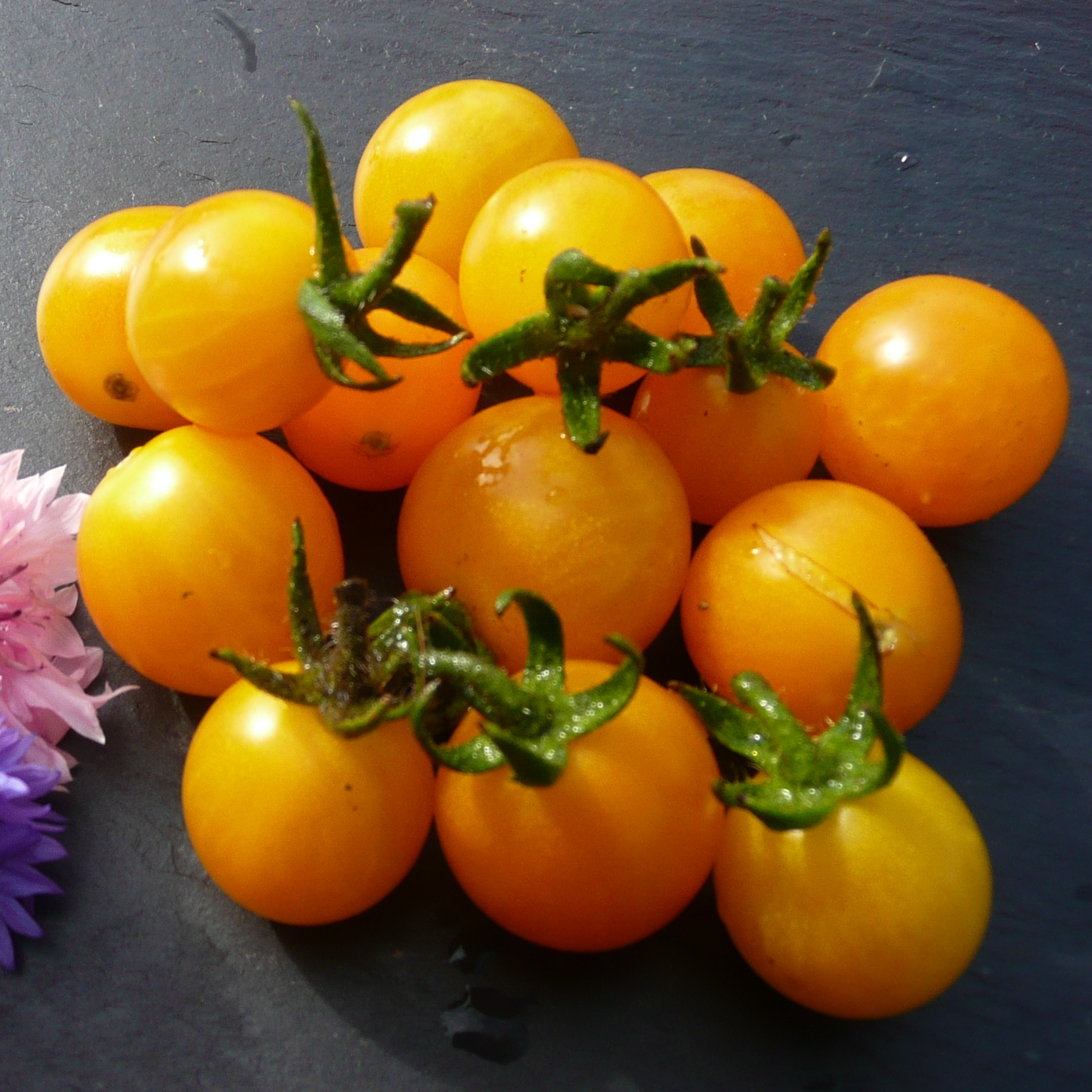 Tomate cocktail clementine - godet 8 cm