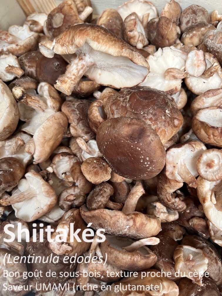 Shiitakes Bio Frais au kilo - 1kg