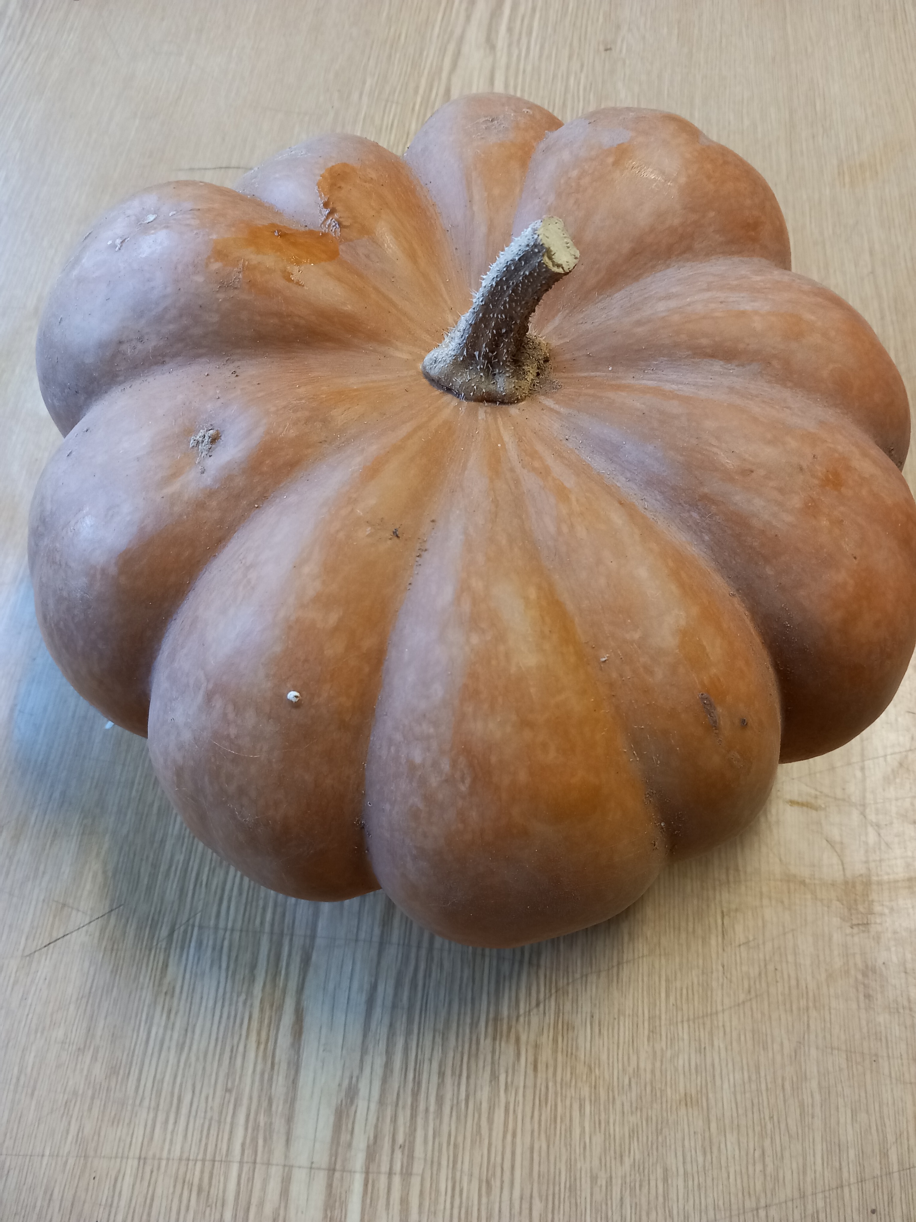 Courge musquée de provence AR