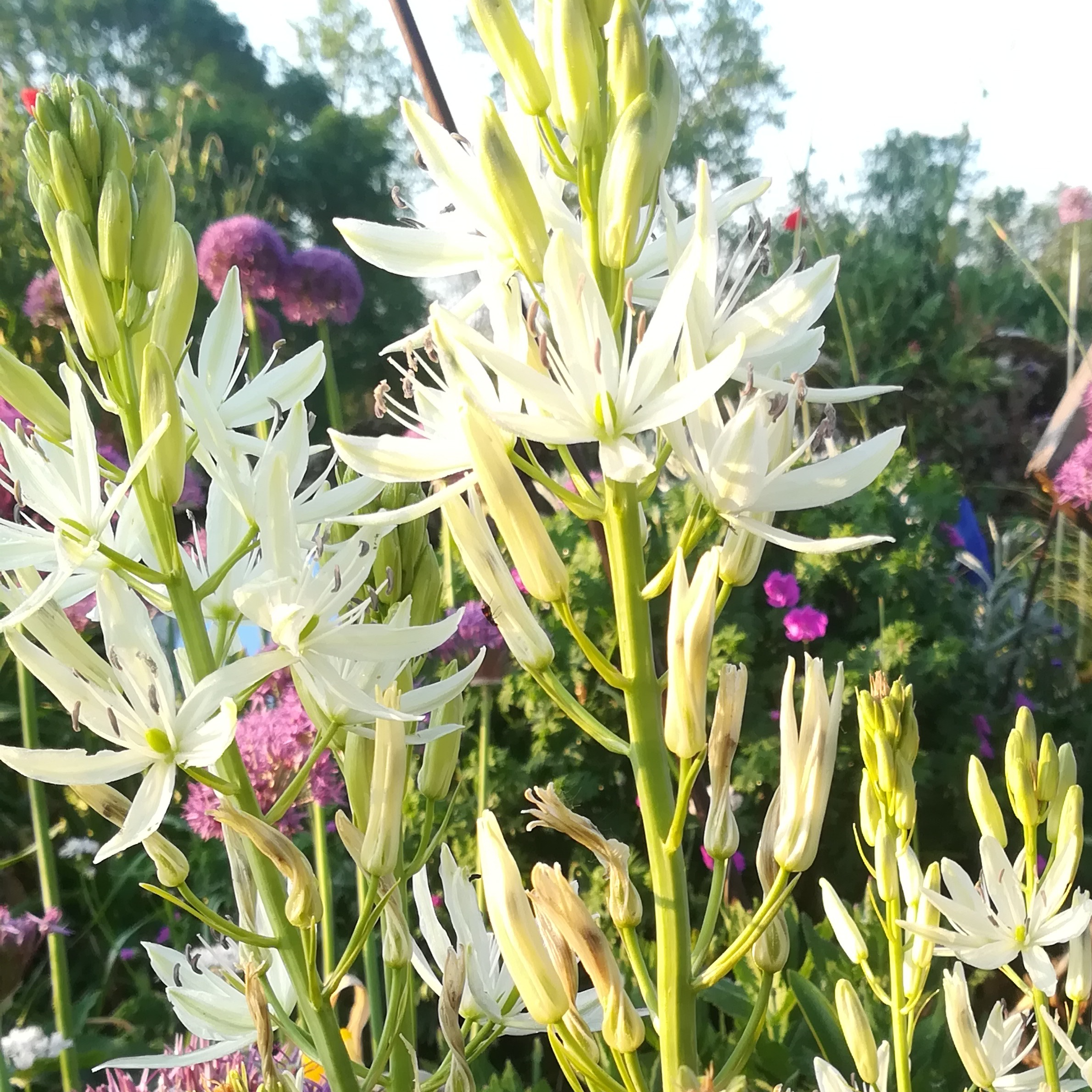 Camassia leichtlinin 'Alba'