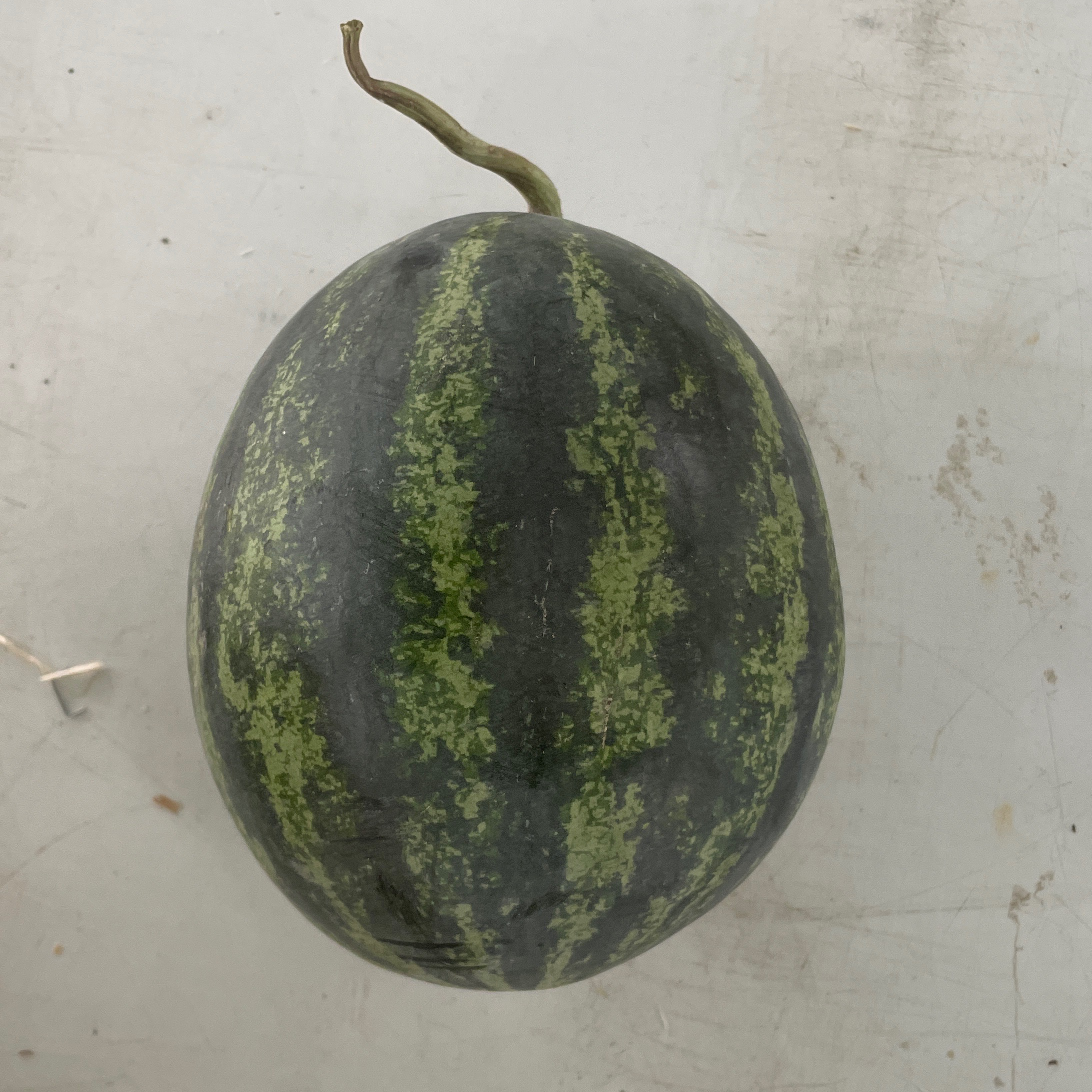 Pastèque mini environ 1 kg