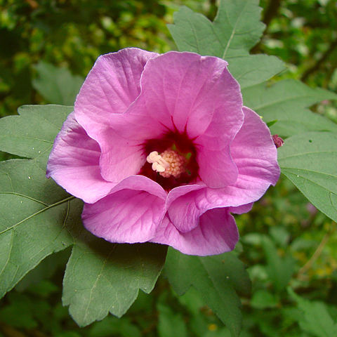 Hibiscus / Mauve en arbre