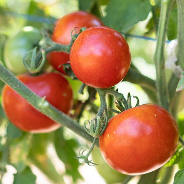 Plant de Tomate "Gloire des Malines"