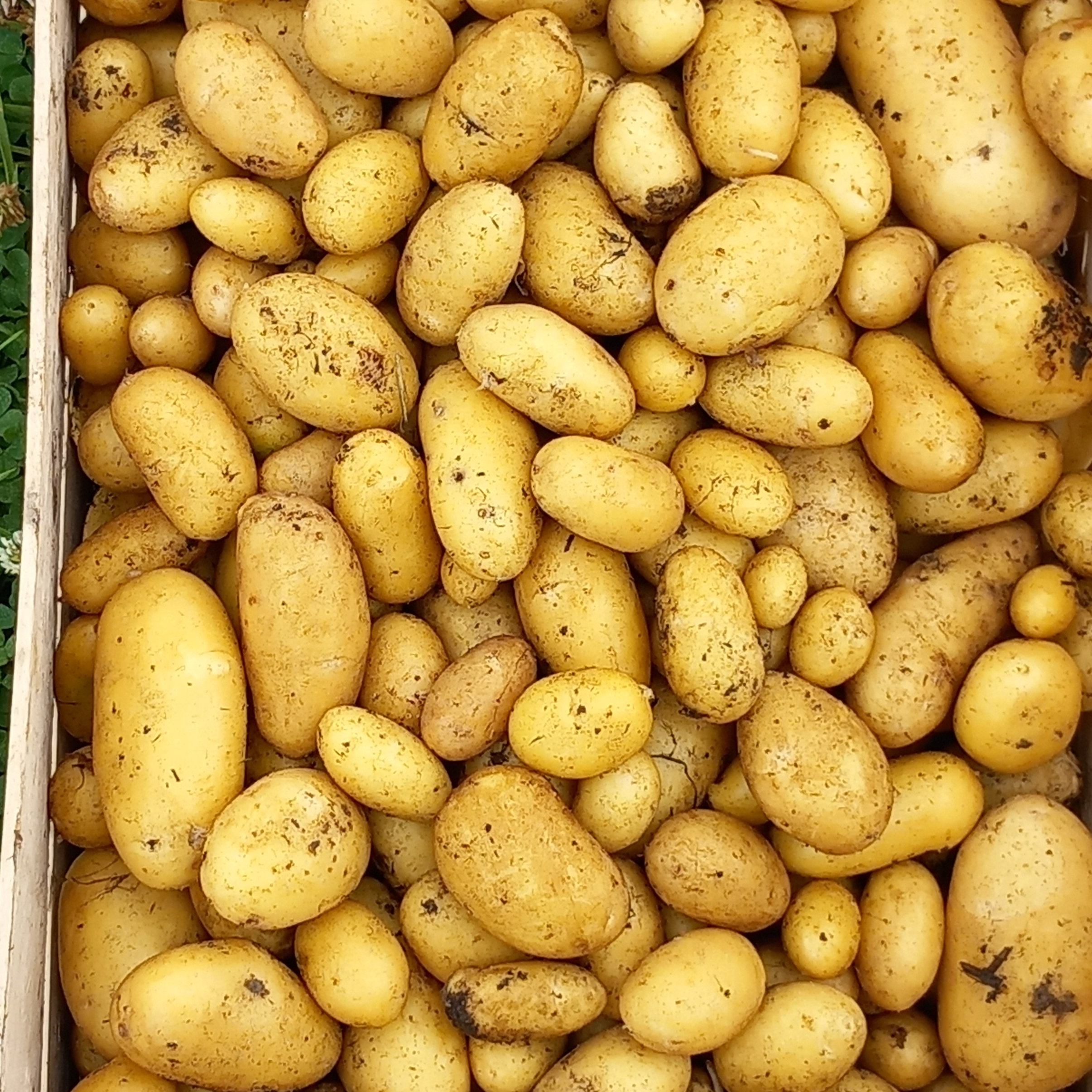 Pomme de terre Nouvelle