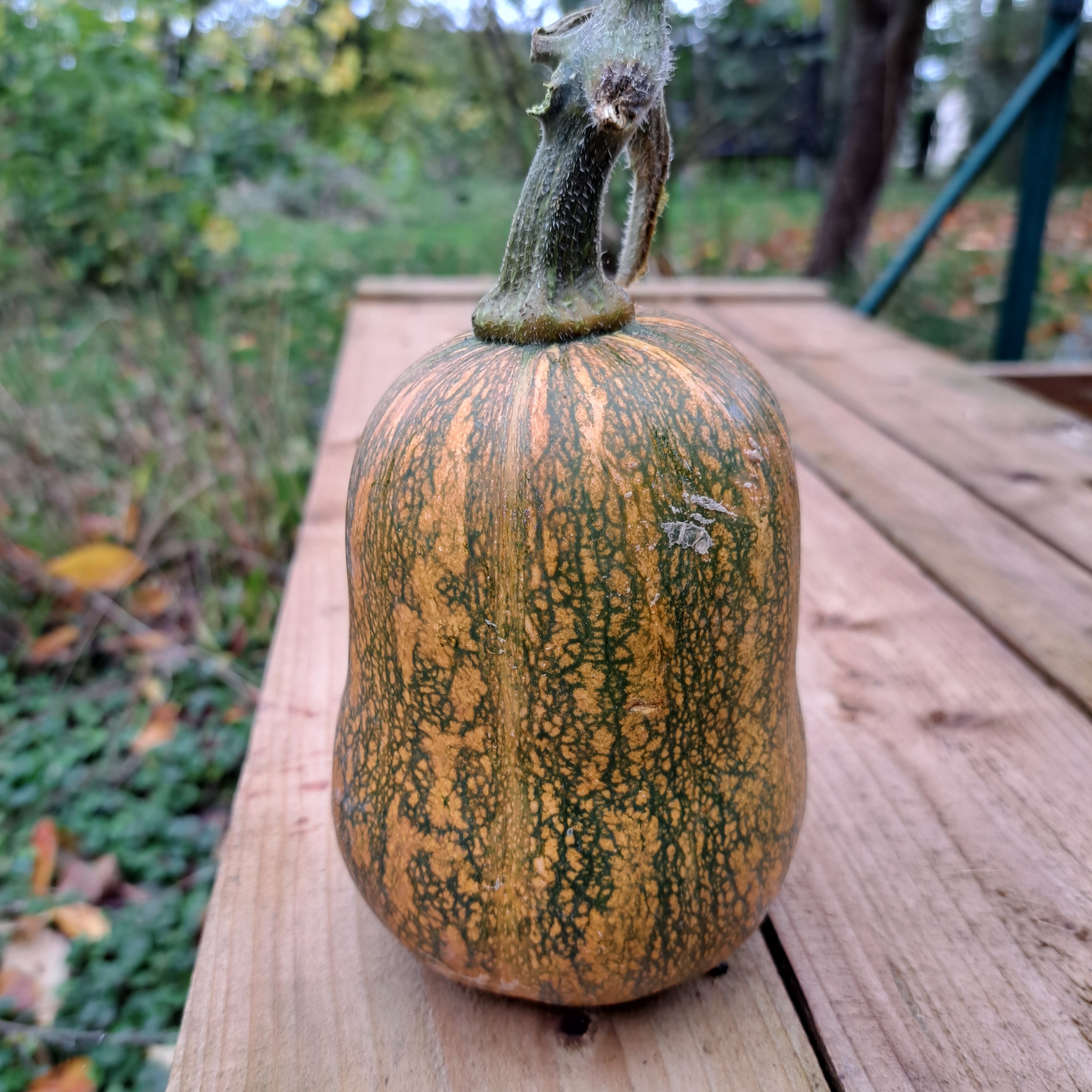 Courge Honeynut