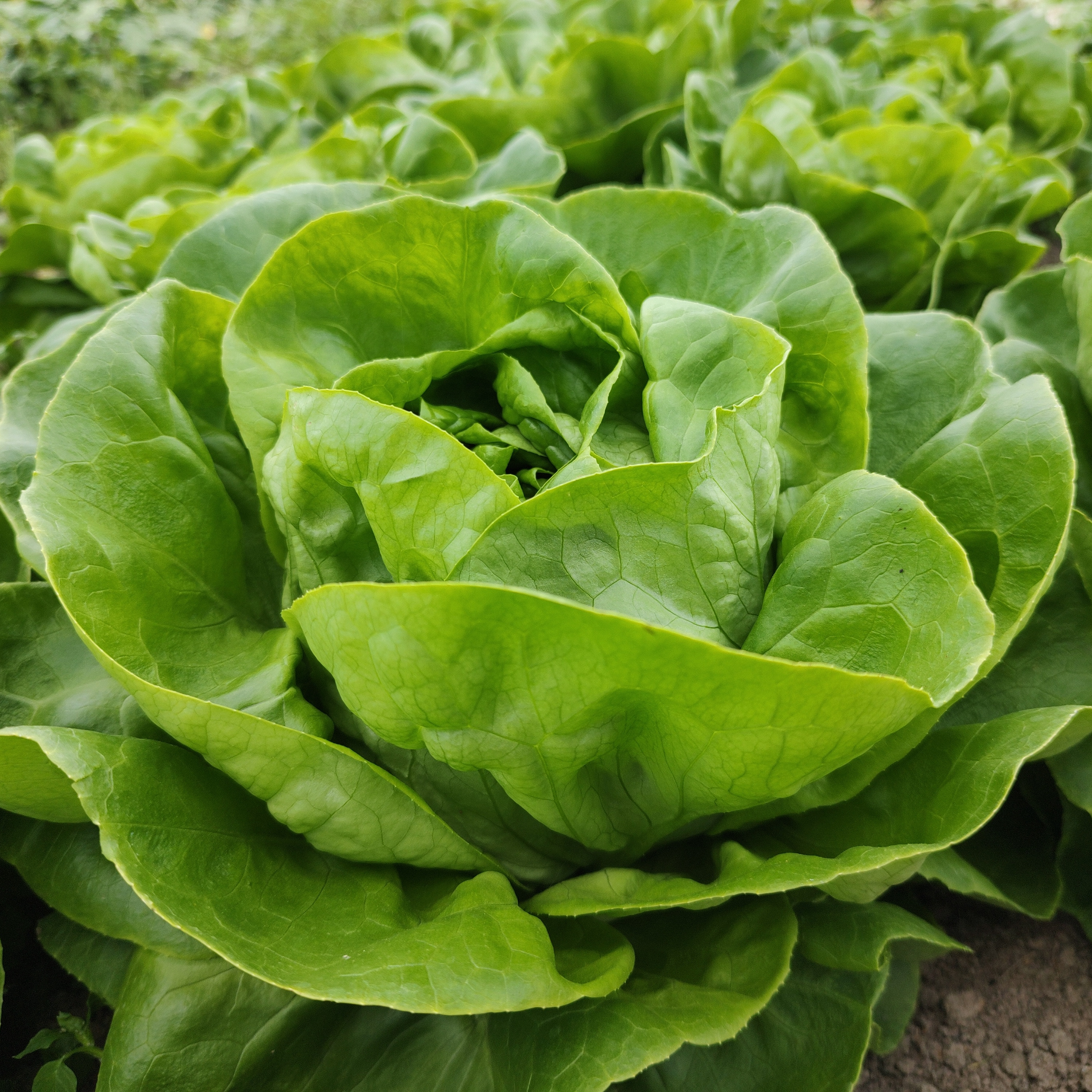 Salade laitue verte