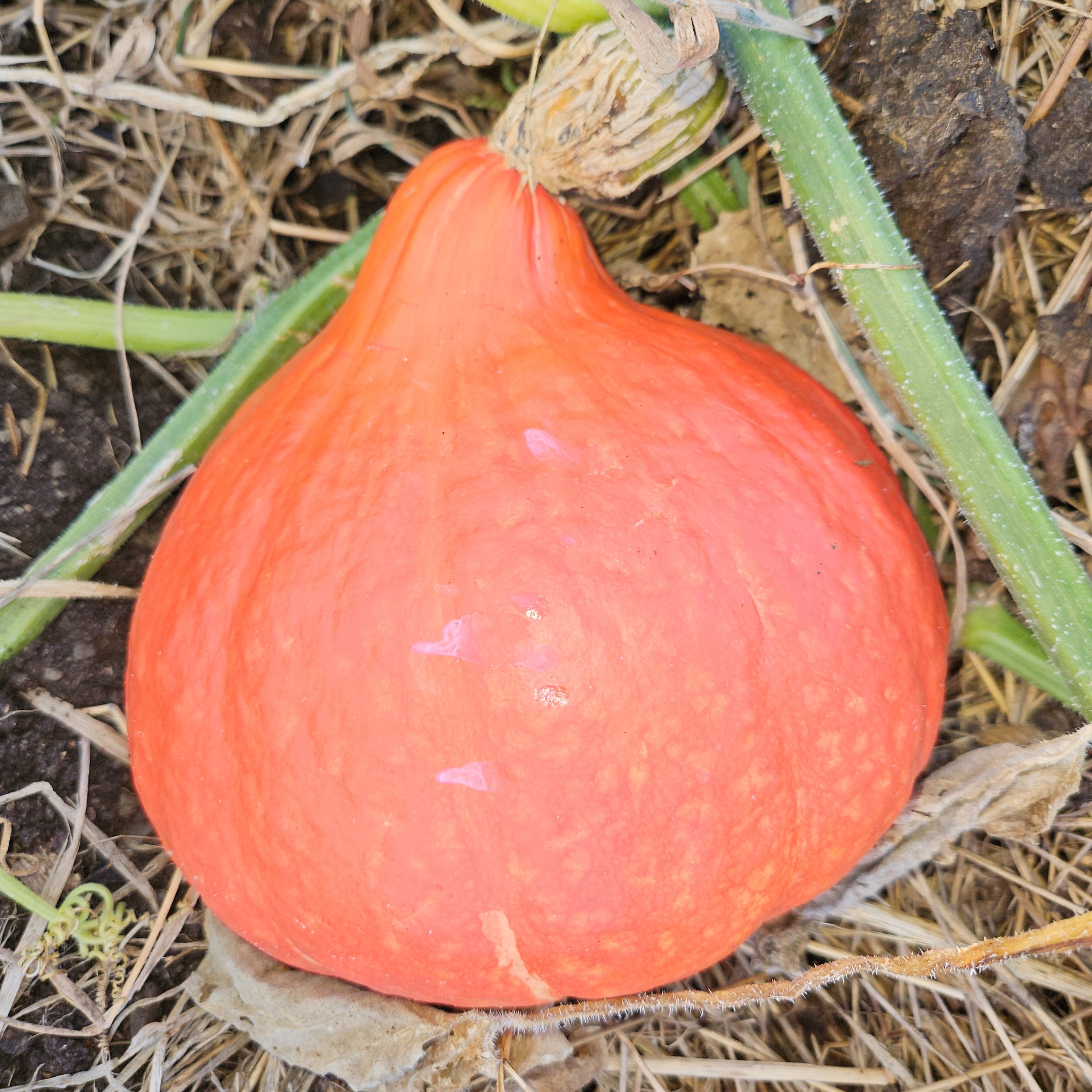 Potimarron