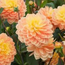 Tubercule - Dahlia Clovis