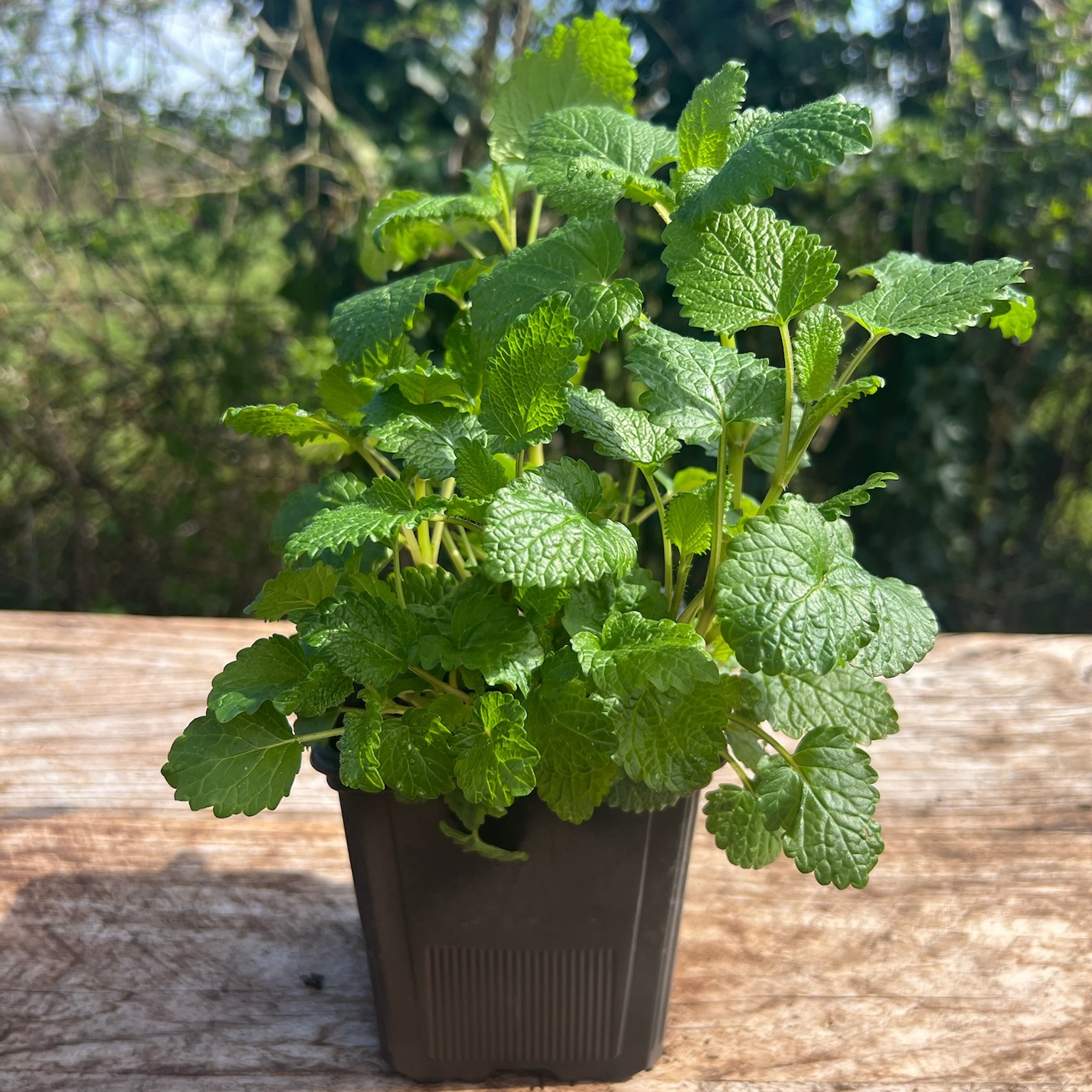 Plant Mélisse Bio - 650g