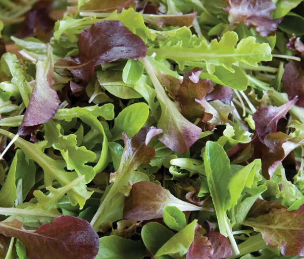Mesclun de laitue