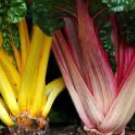 Botte Blette couleur