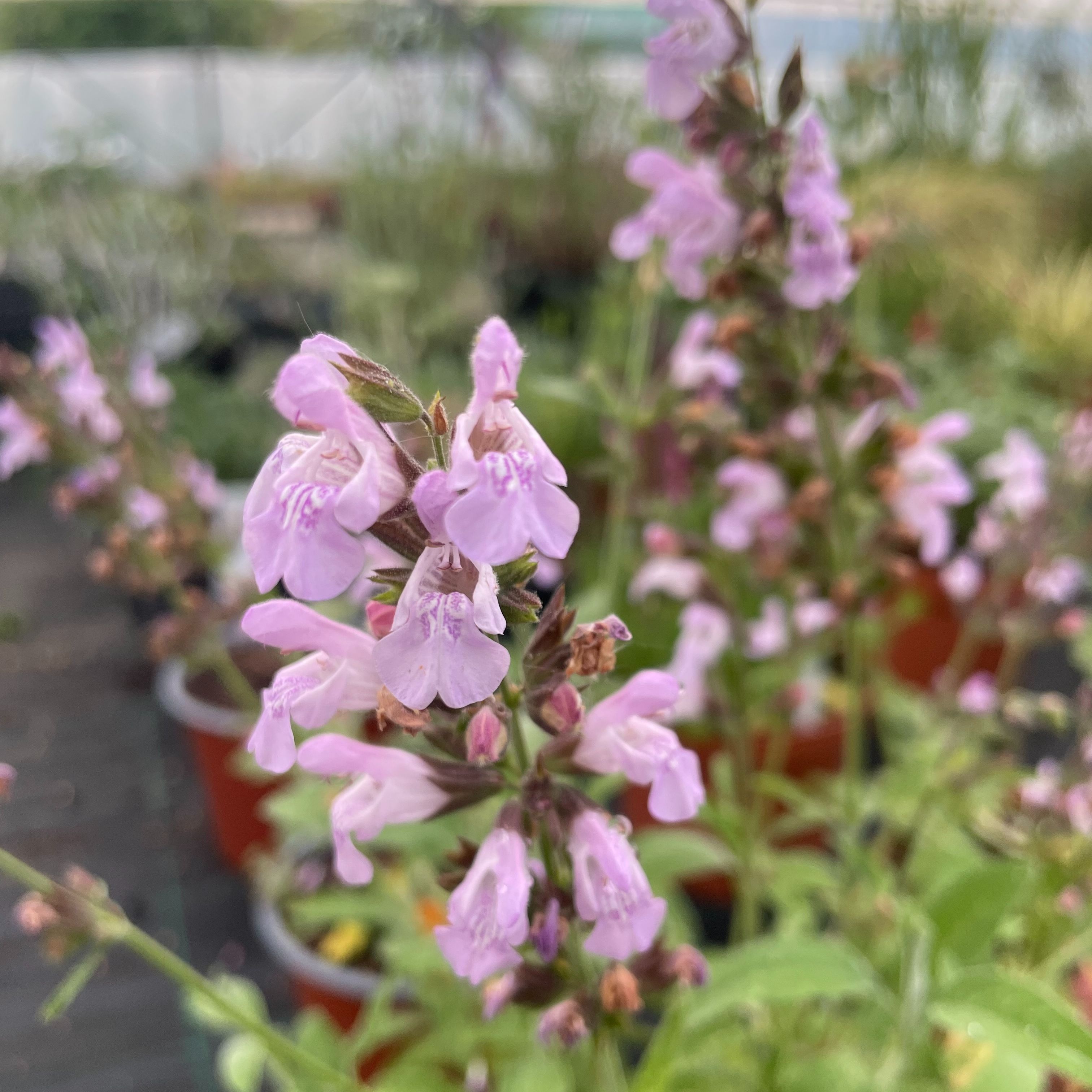 Salvia 'Mas de Lunès'