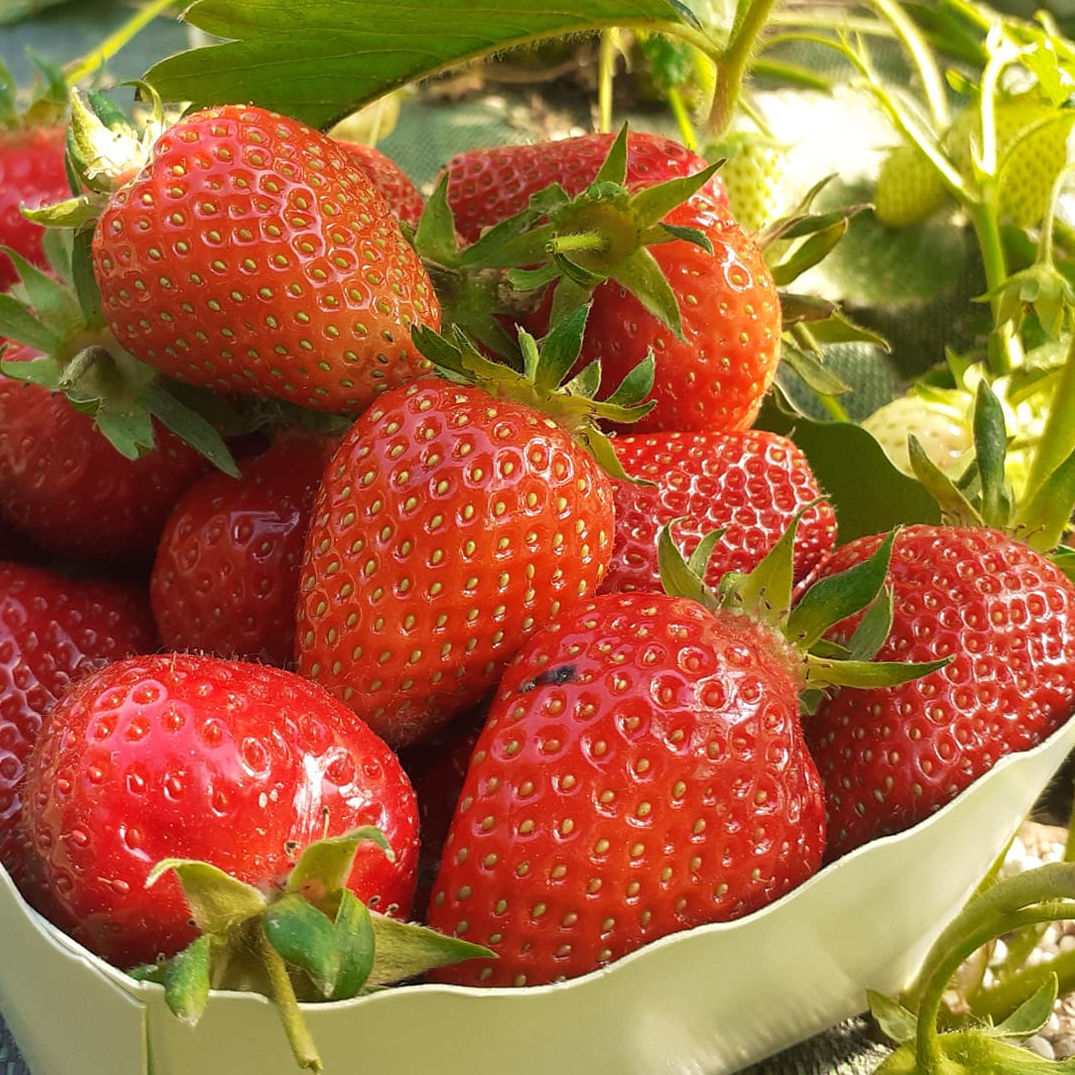 FRAISE barquette - 250g