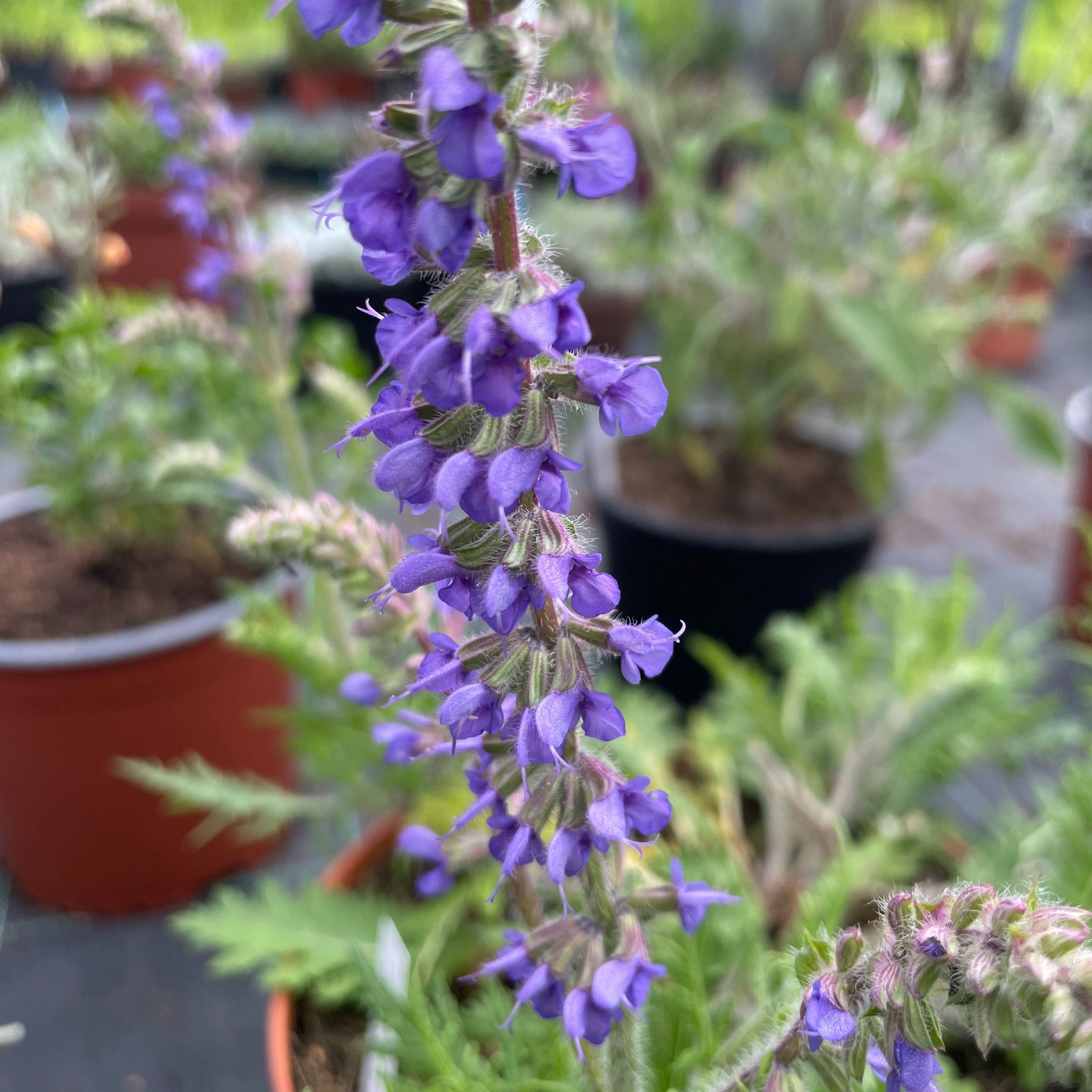 Salvia ‘Carina’