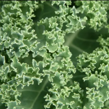 Chou Kale - 150g