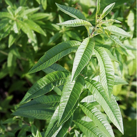 Sirop de Verveine citronnelle - 500ml