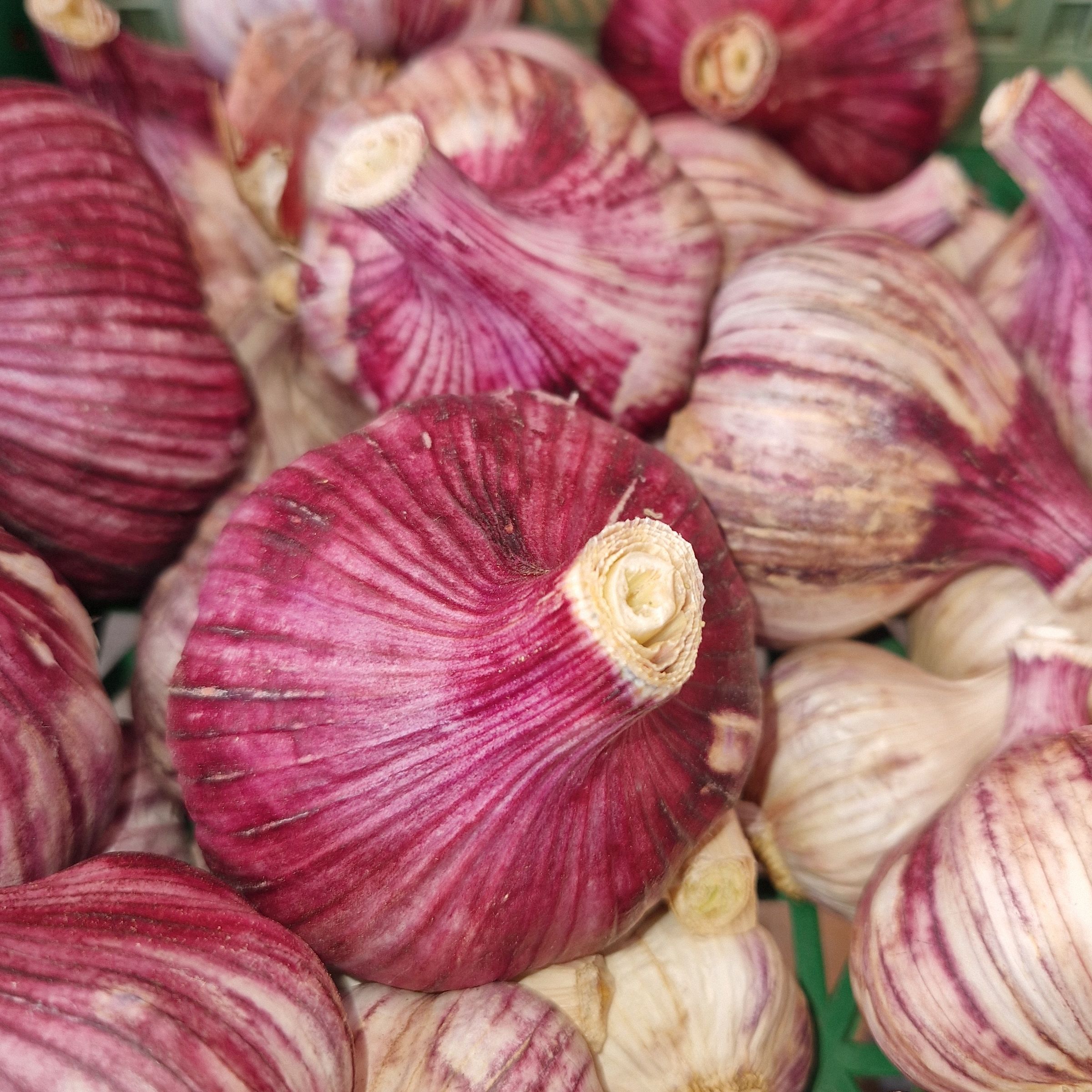 AIL FRAIS - 100g