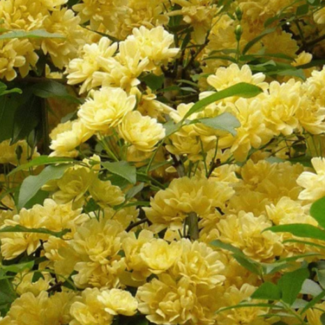 Rosier grimpant de Banks - pot 2,5L